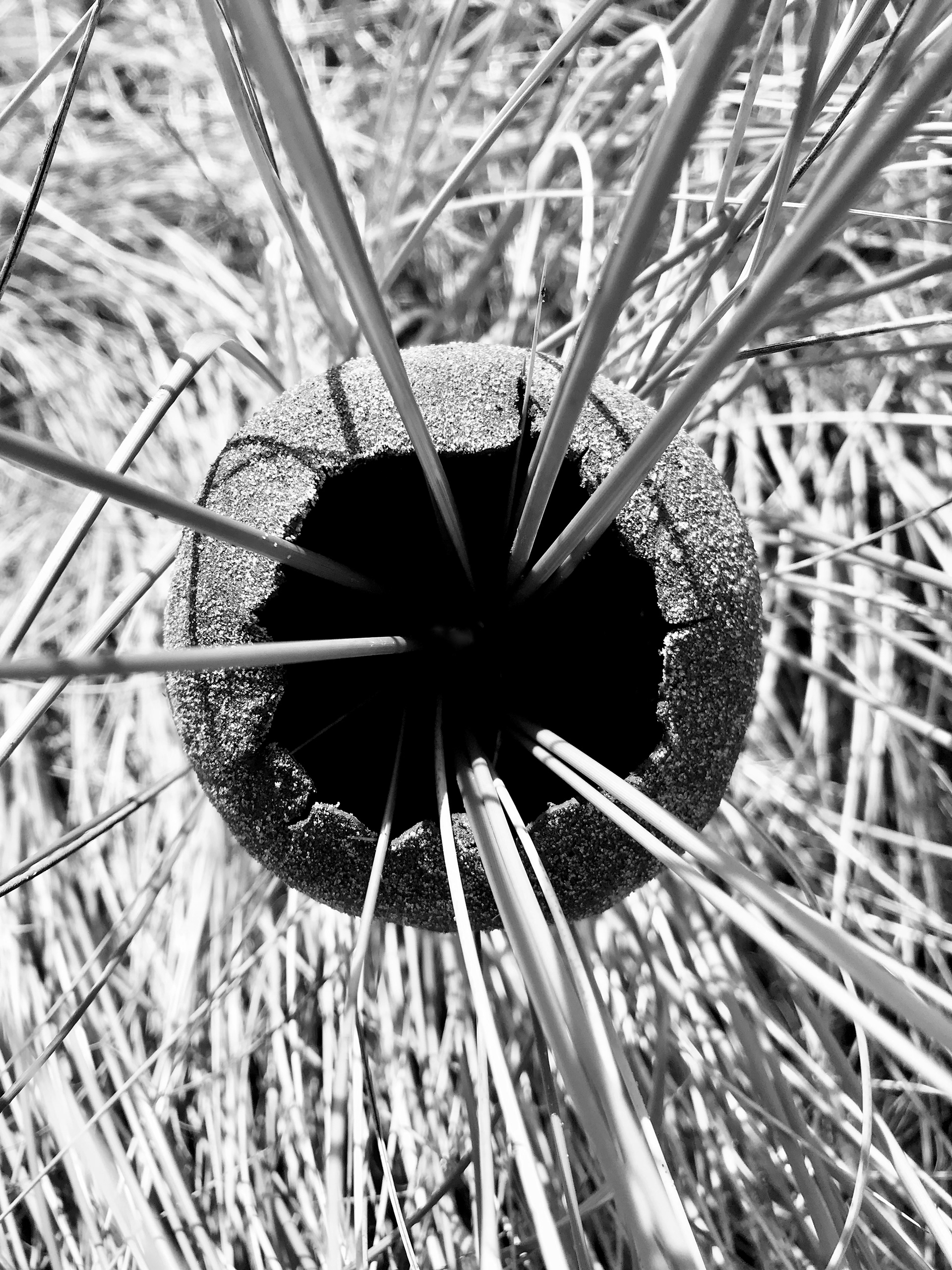 Beach clay pinch pot, sand dune, marram grass