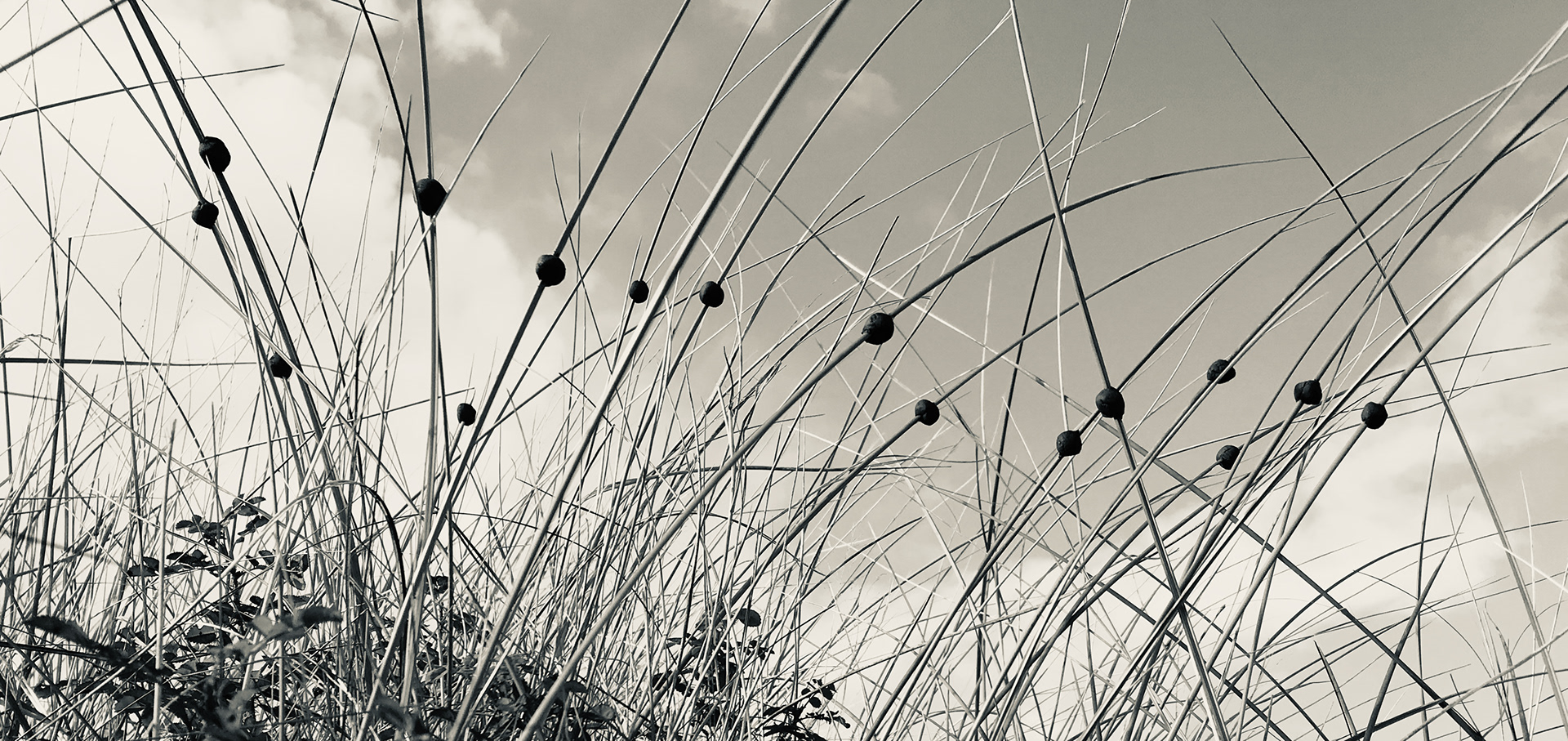 Exploring found materials : clay + marram grass intervention