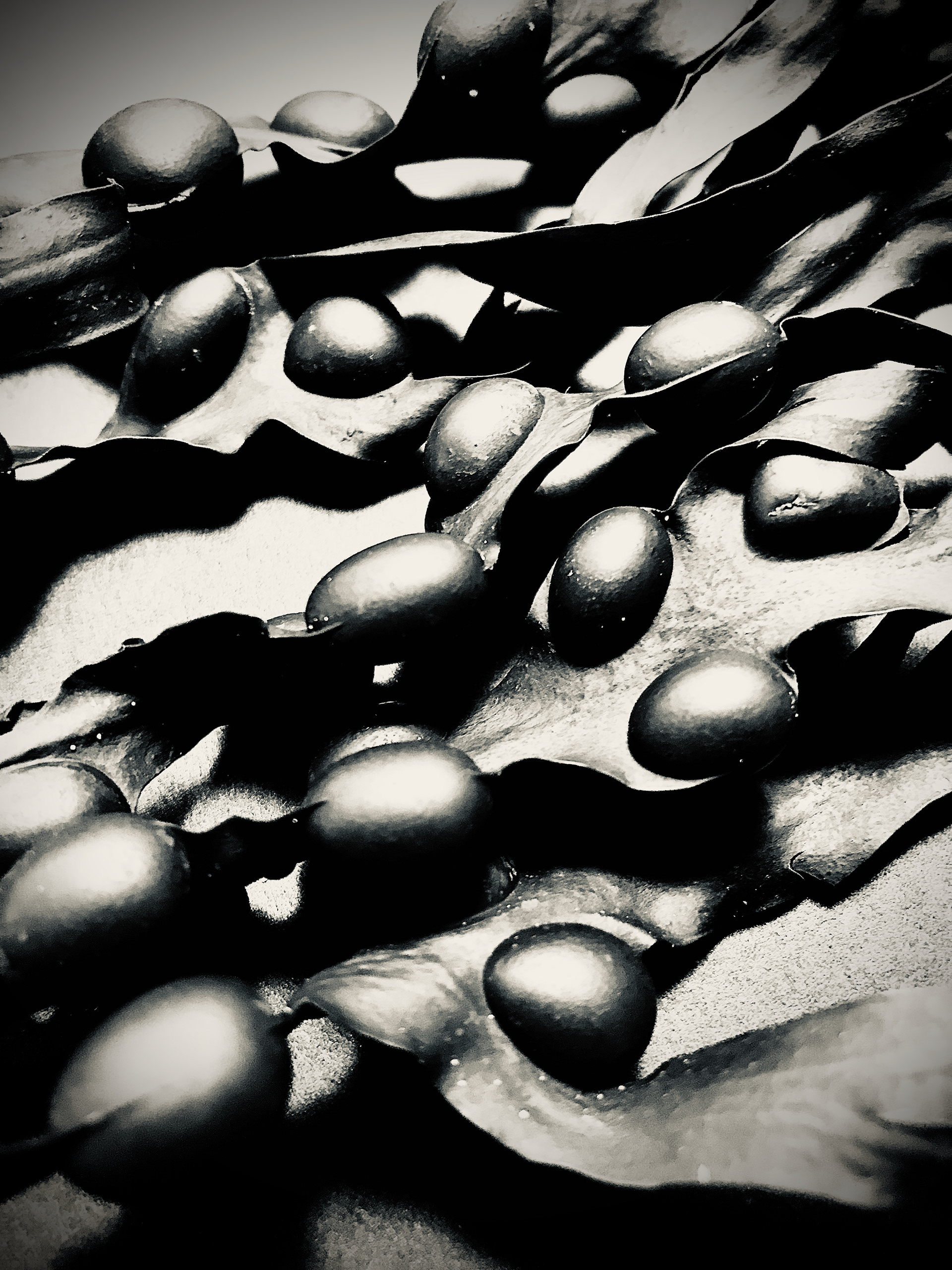 Exploring found materials : Ynyslas Seaweed