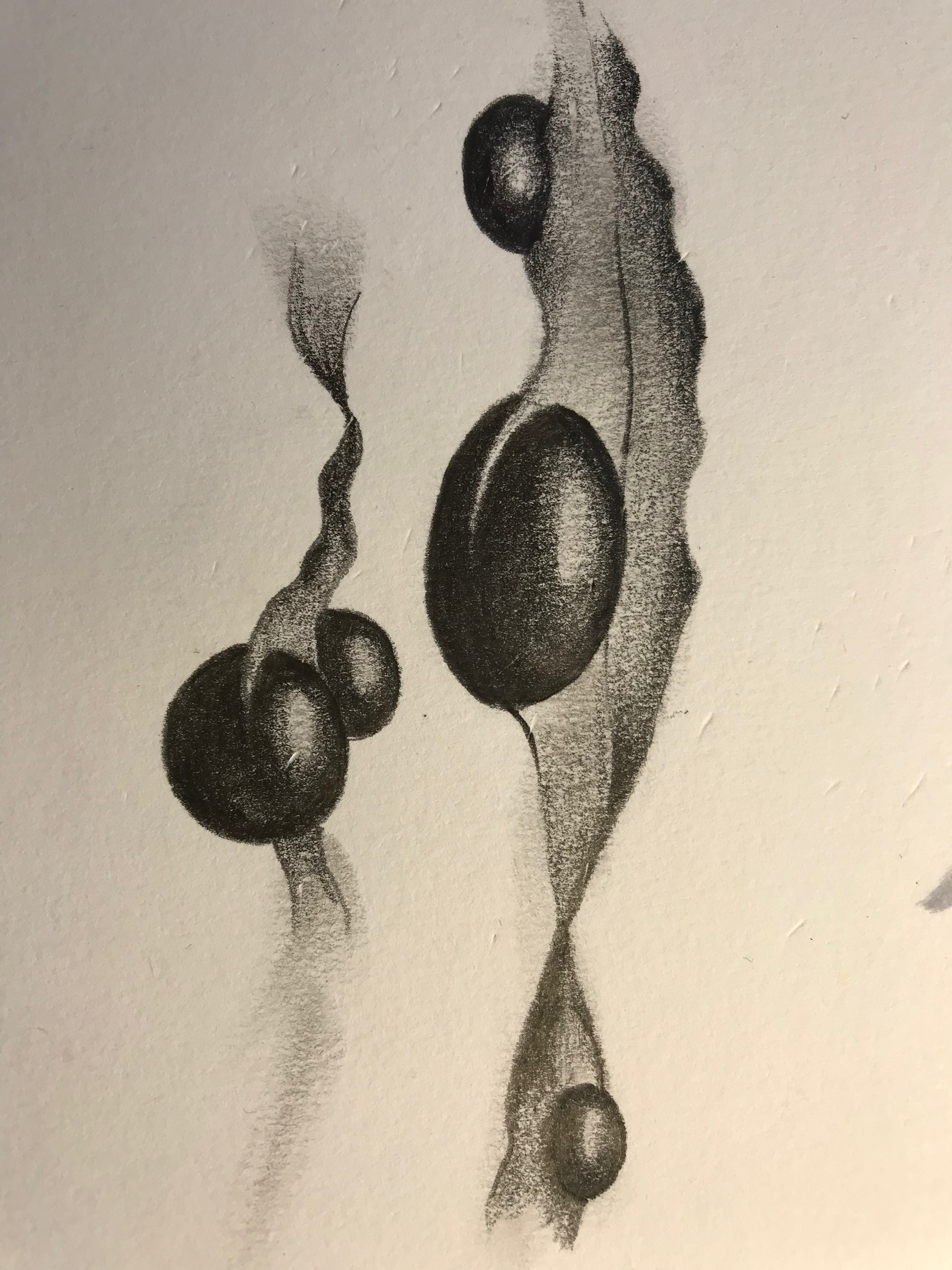 Exploring found materials : Ynyslas Seaweed sketch
