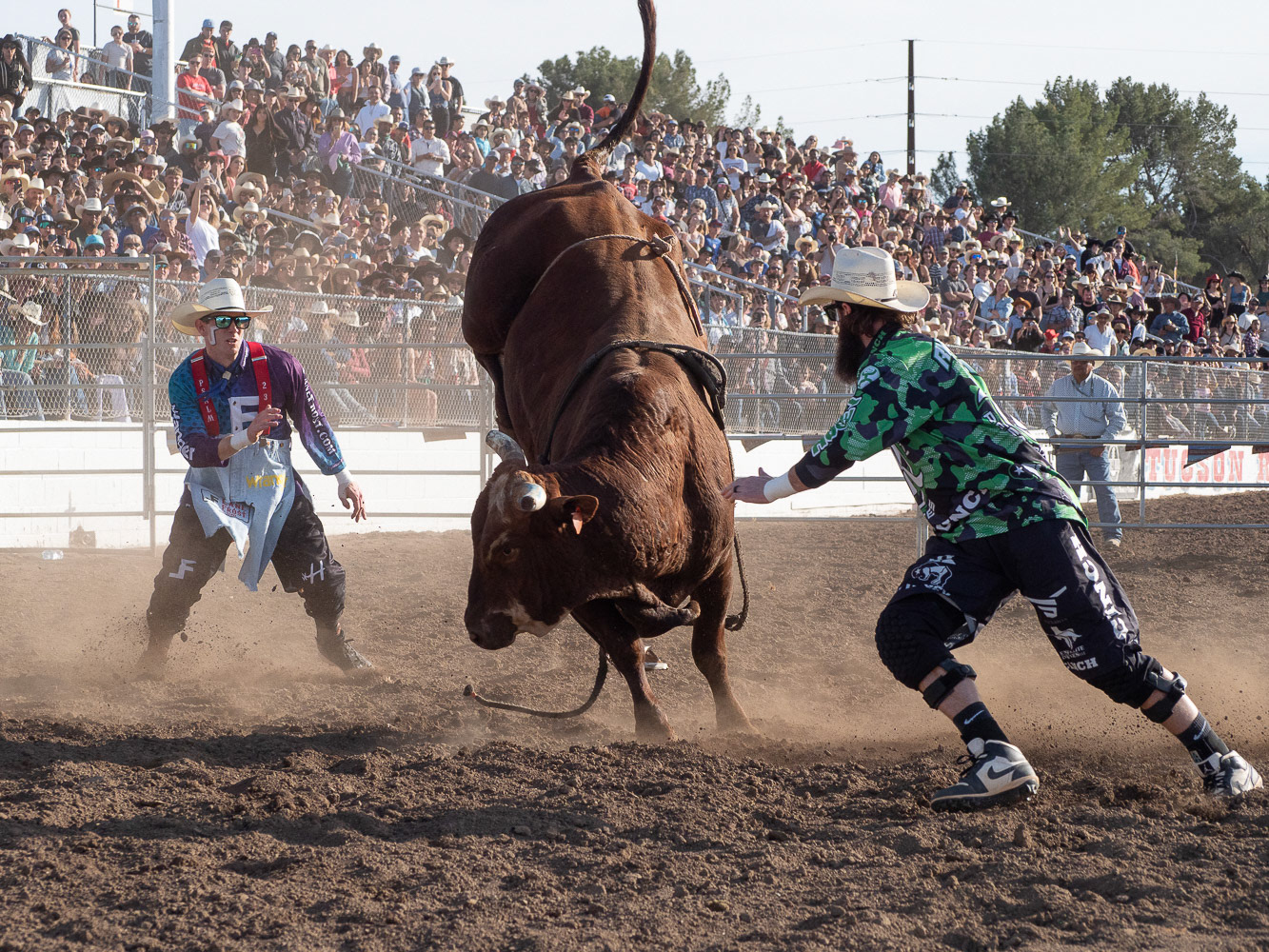 A bull jumping around at La Fiesta de Los Vaqueros Tucson Rodeo on Saturday, February 17th, 2024, in Tucson Arizona. After the bull escaped the rider, it galloped around the arena between the fences.