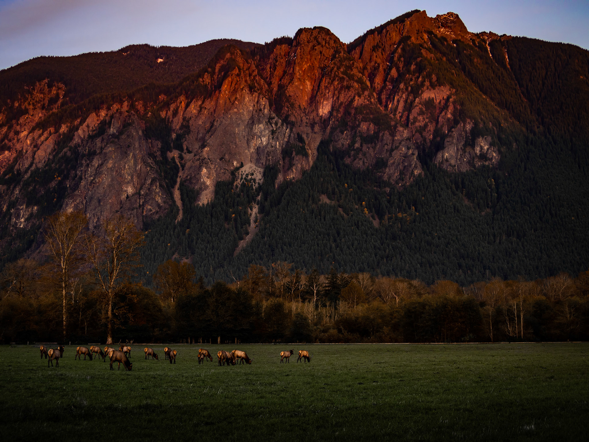 Sunset with elk