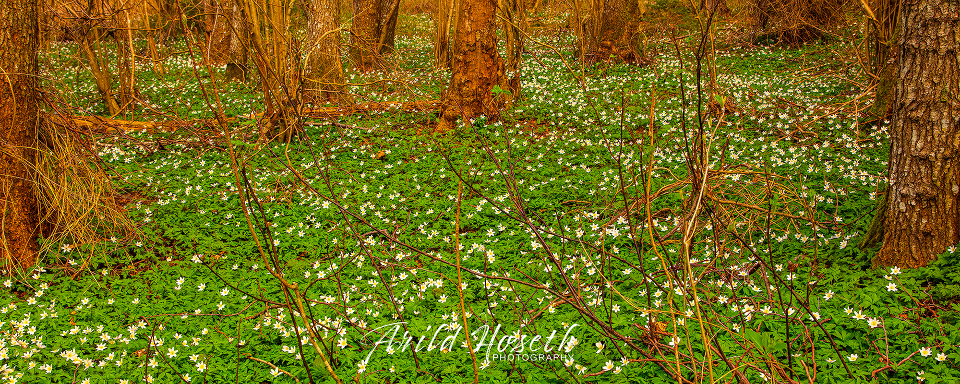 N9563_Hvitveis, Arekilen Hvaler