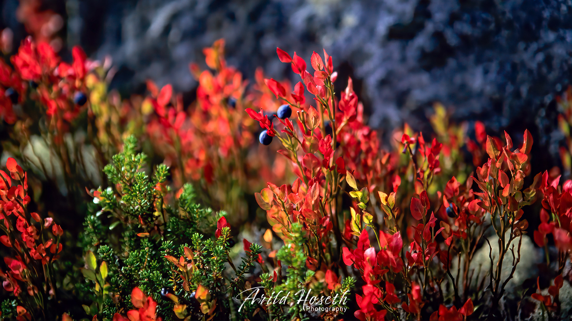 N2665 - Blåbærlyng