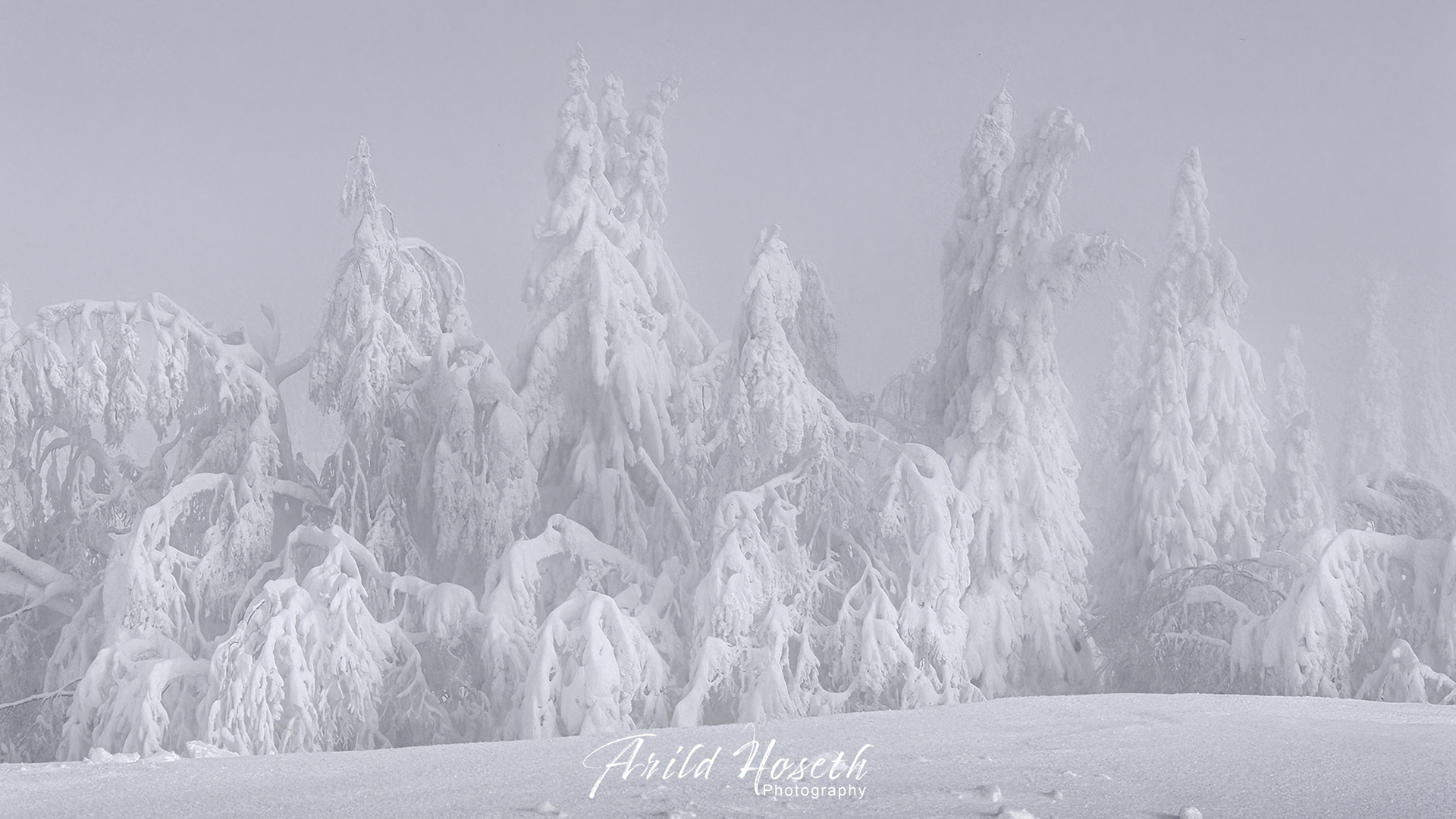 L1016 Vinterskog  - Nordmarka