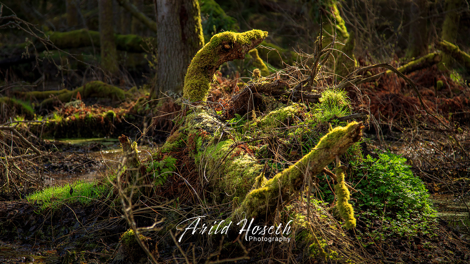 A9542 - Arekil Dragen