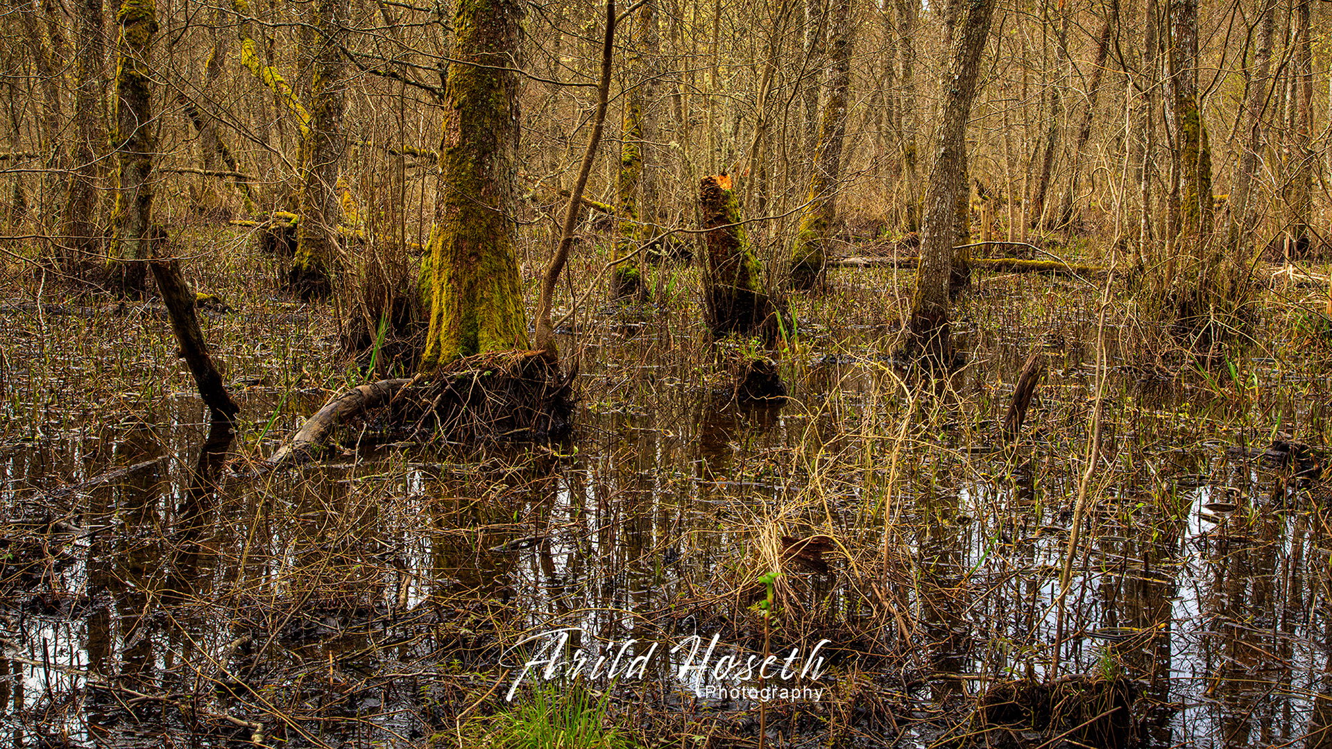 A9585 - Svvartskog - Sump