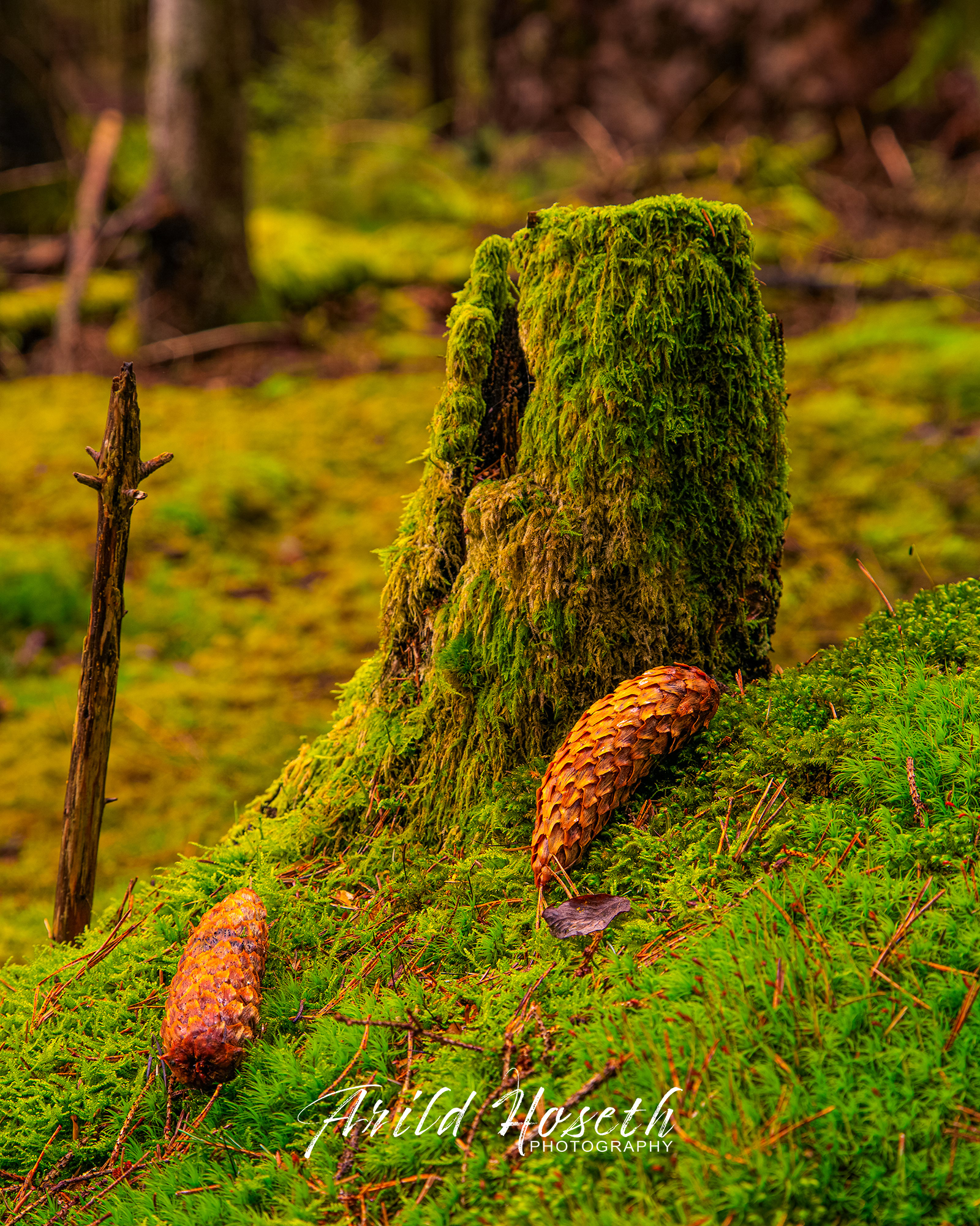 N9660_Mosestubbe-Kongle