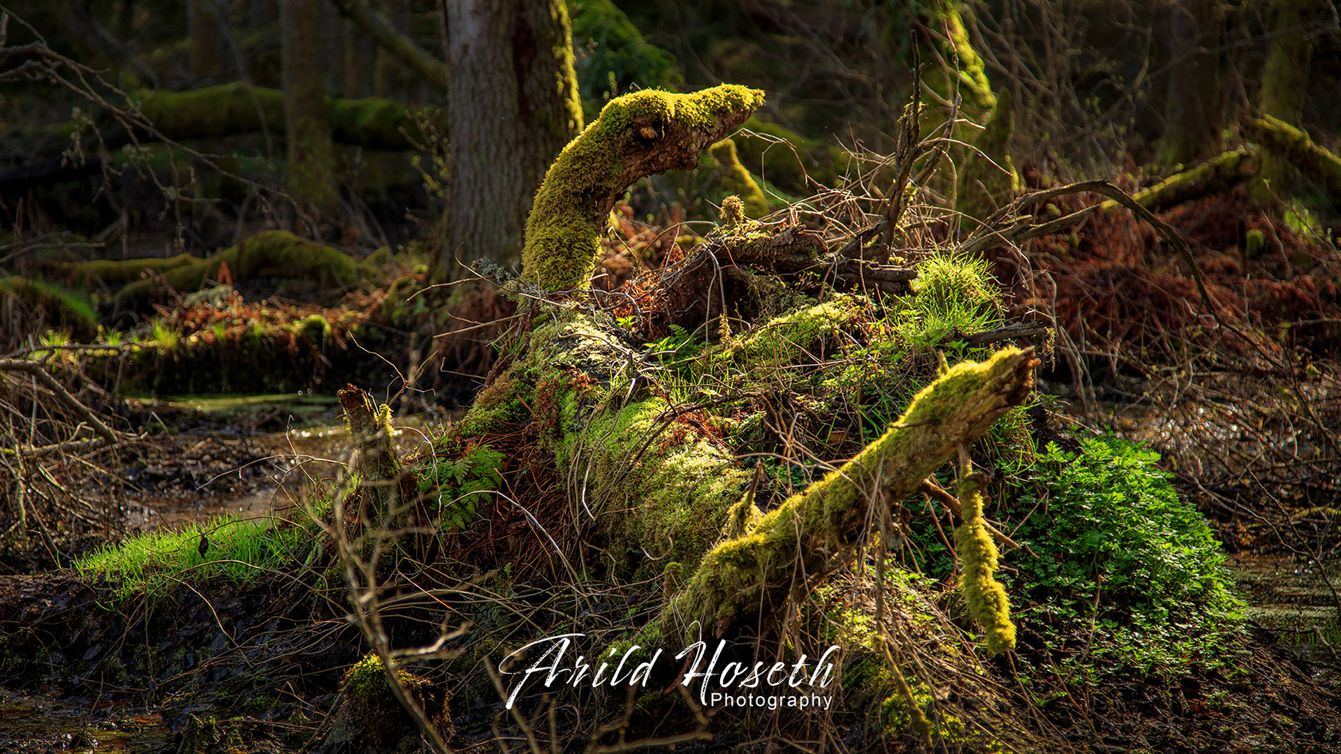 N9542 - Drage, Hvaler