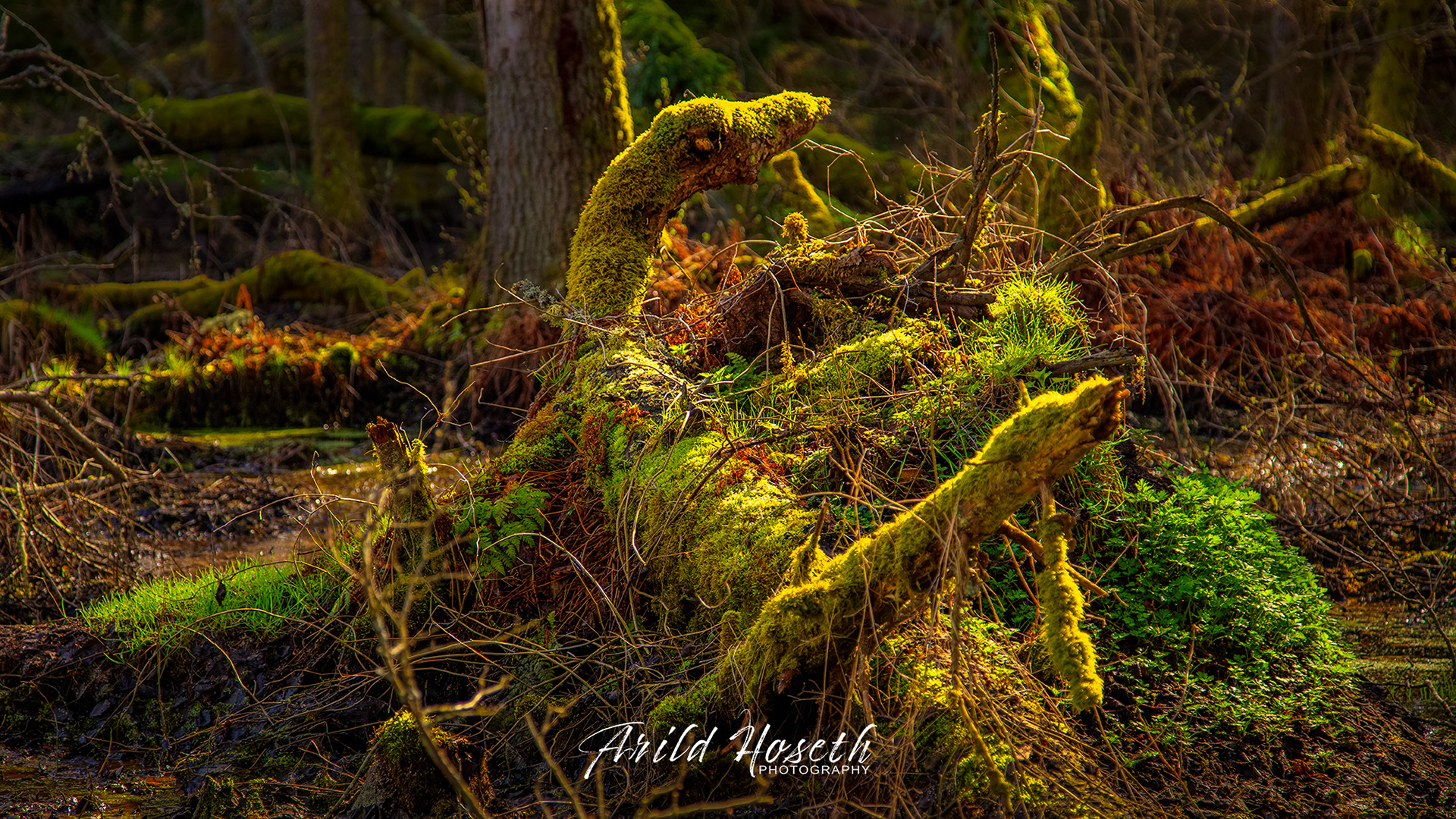 N9542_Dragen, Arekilen Hvaler