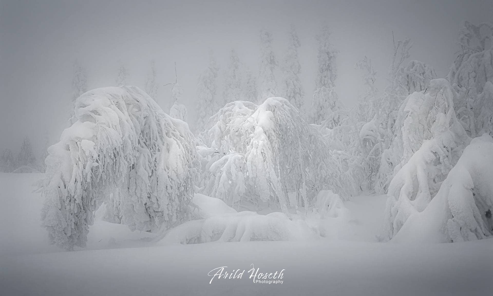 L1020 - Trollskog i Nordmarka