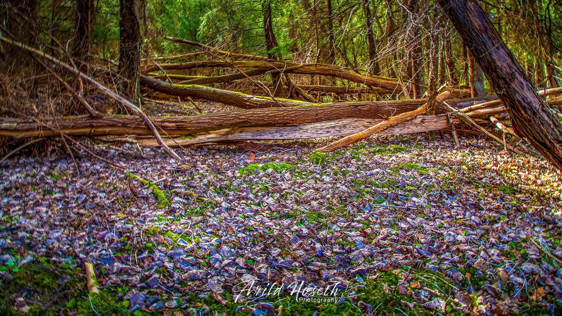 L2394 - Skogsbryn - Hvaler