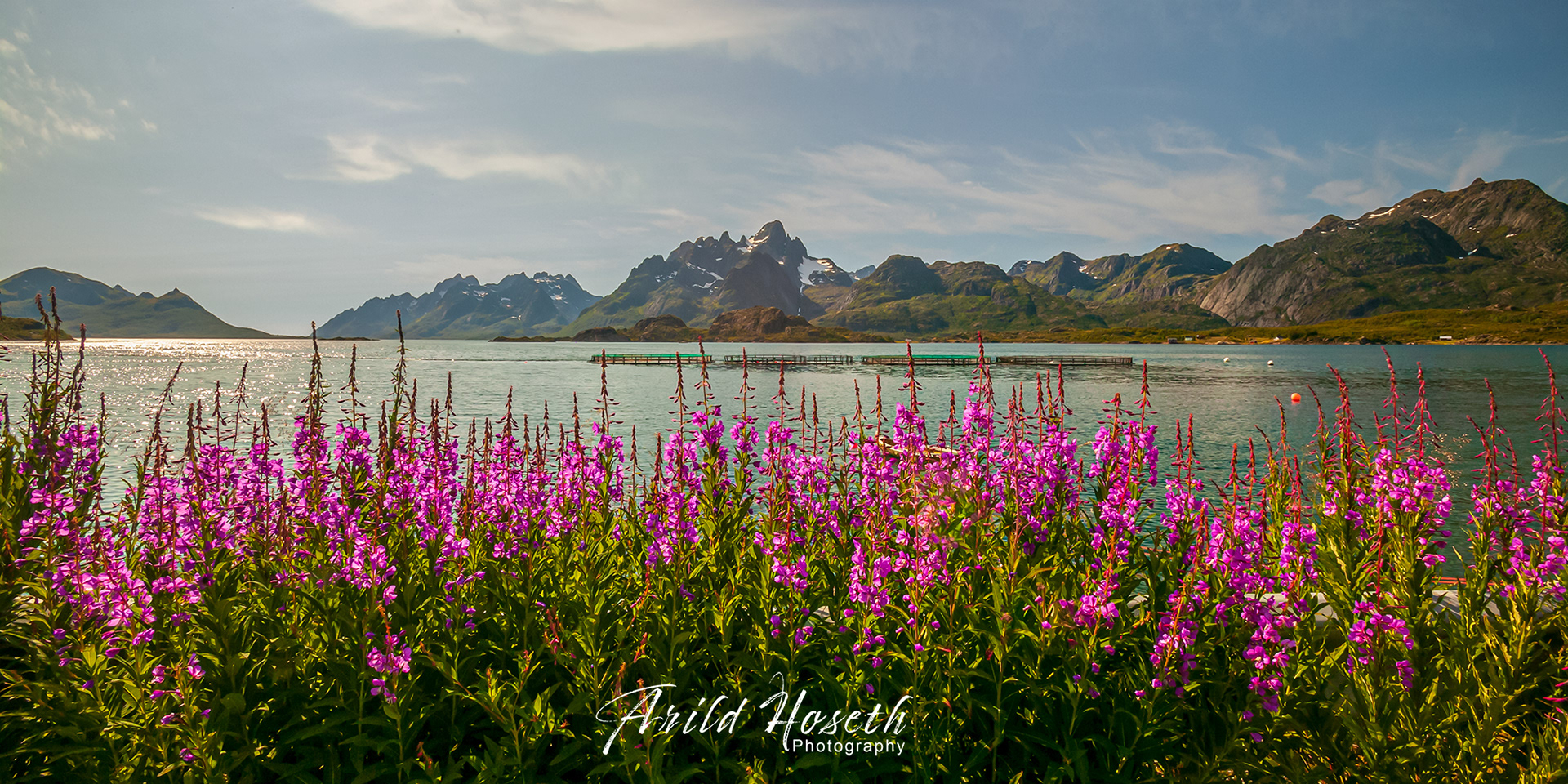 L1763 - Revebjeller - Lofoten