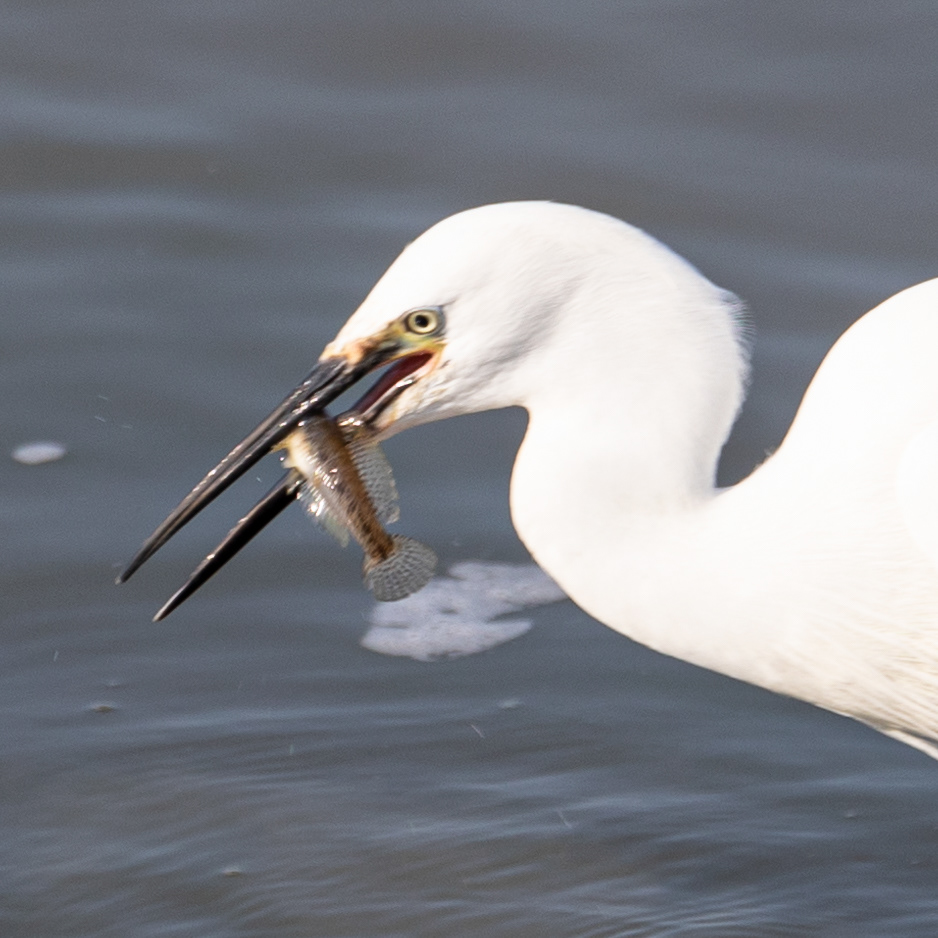 Grande aigrette