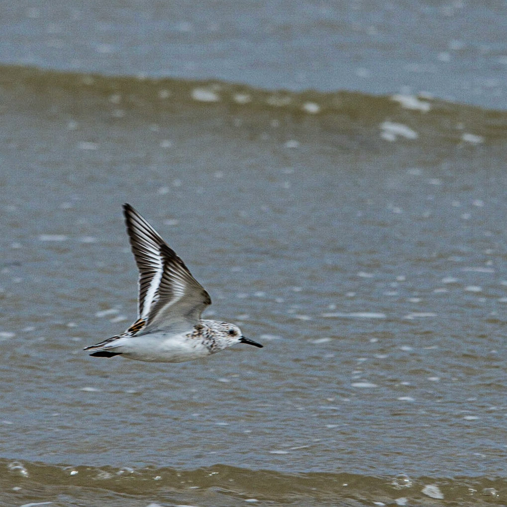 Bécasseau Sanderling