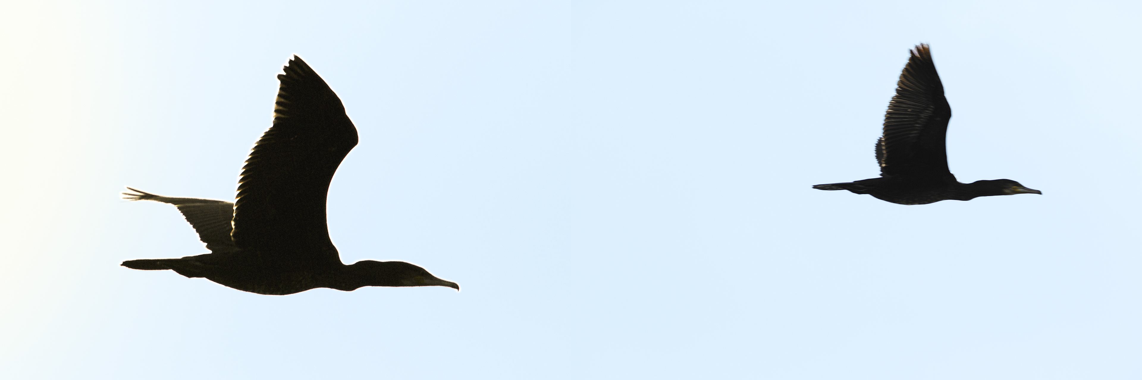 Grands cormorans