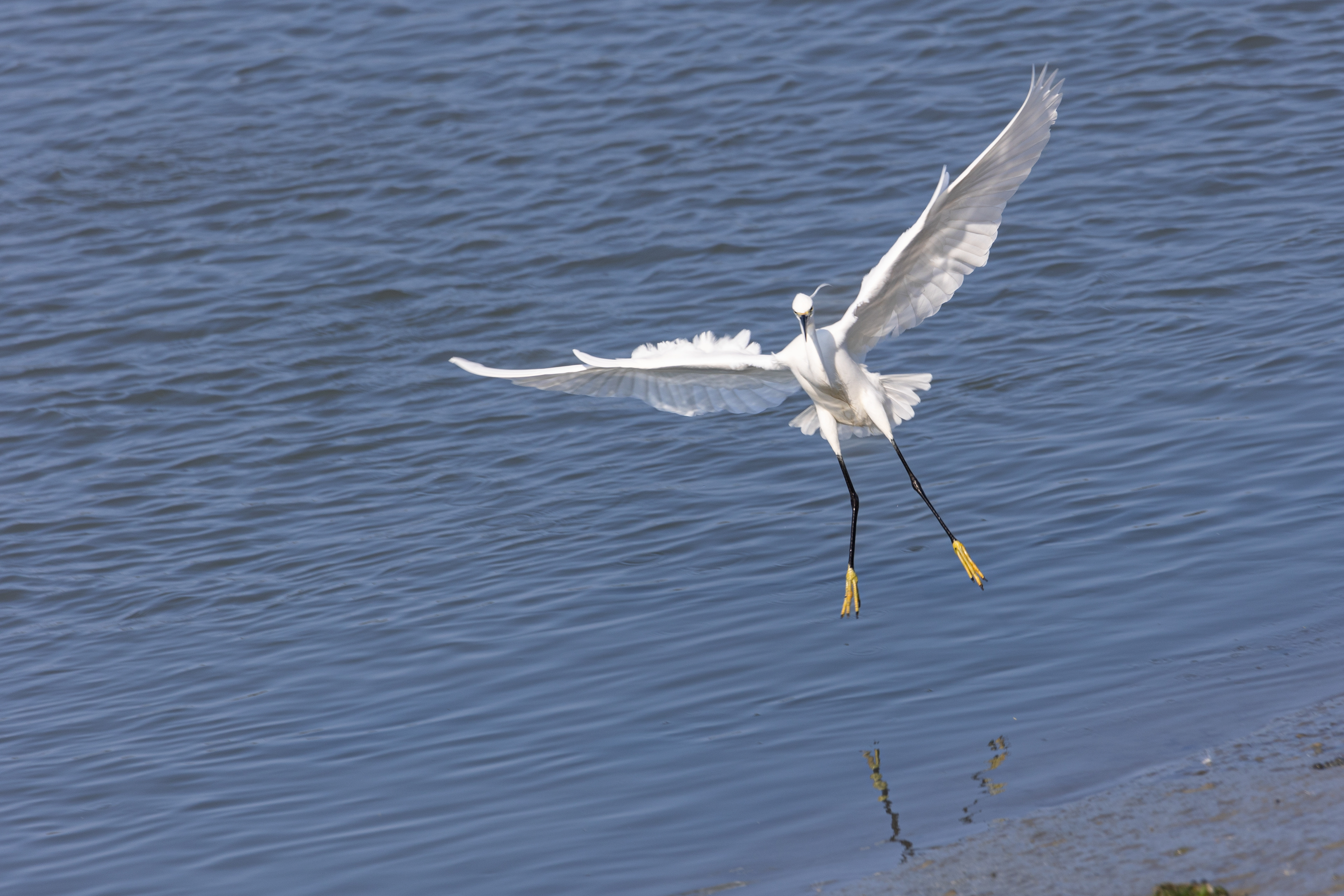 Aigrette garzette