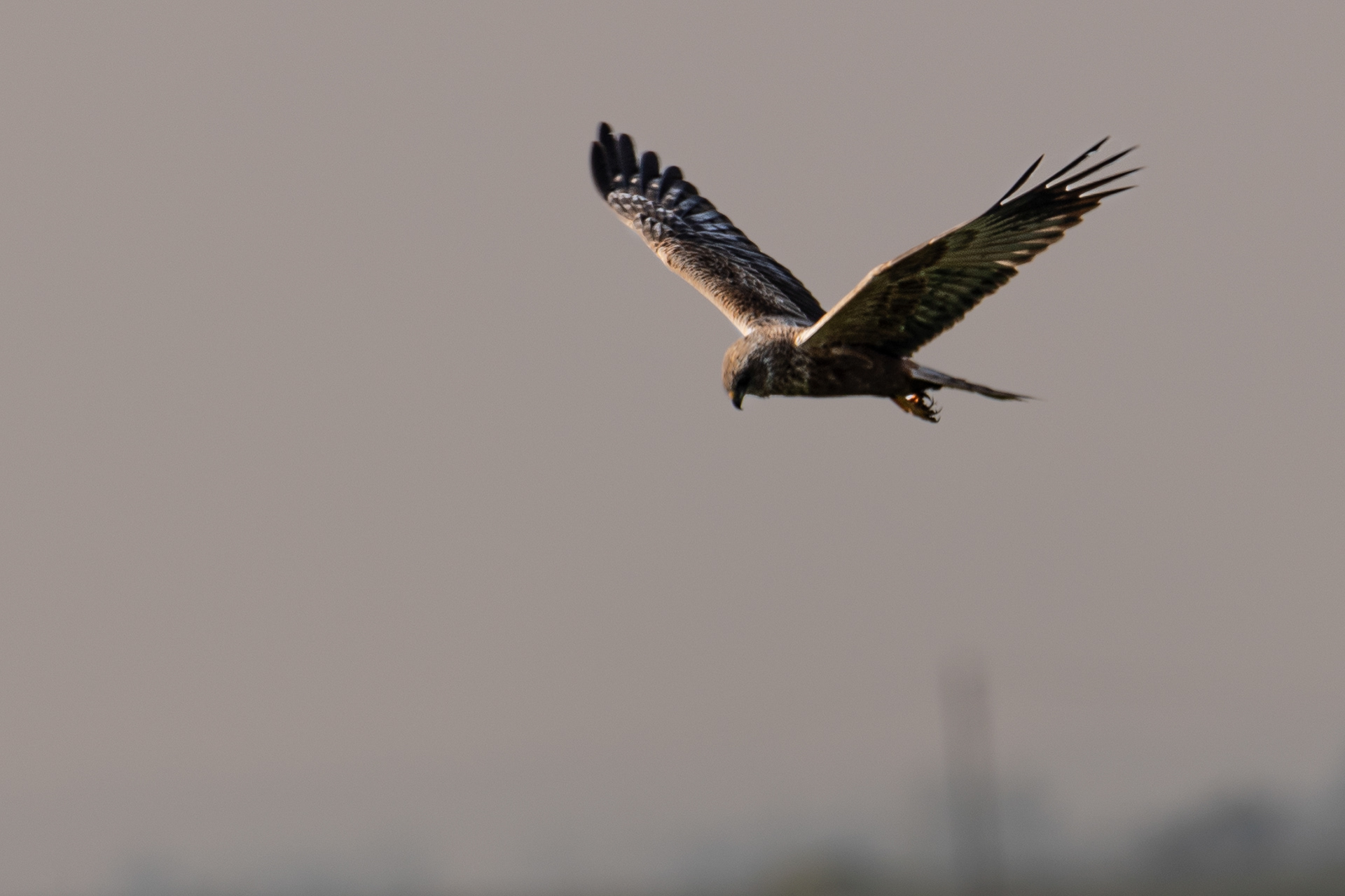 Buse variable