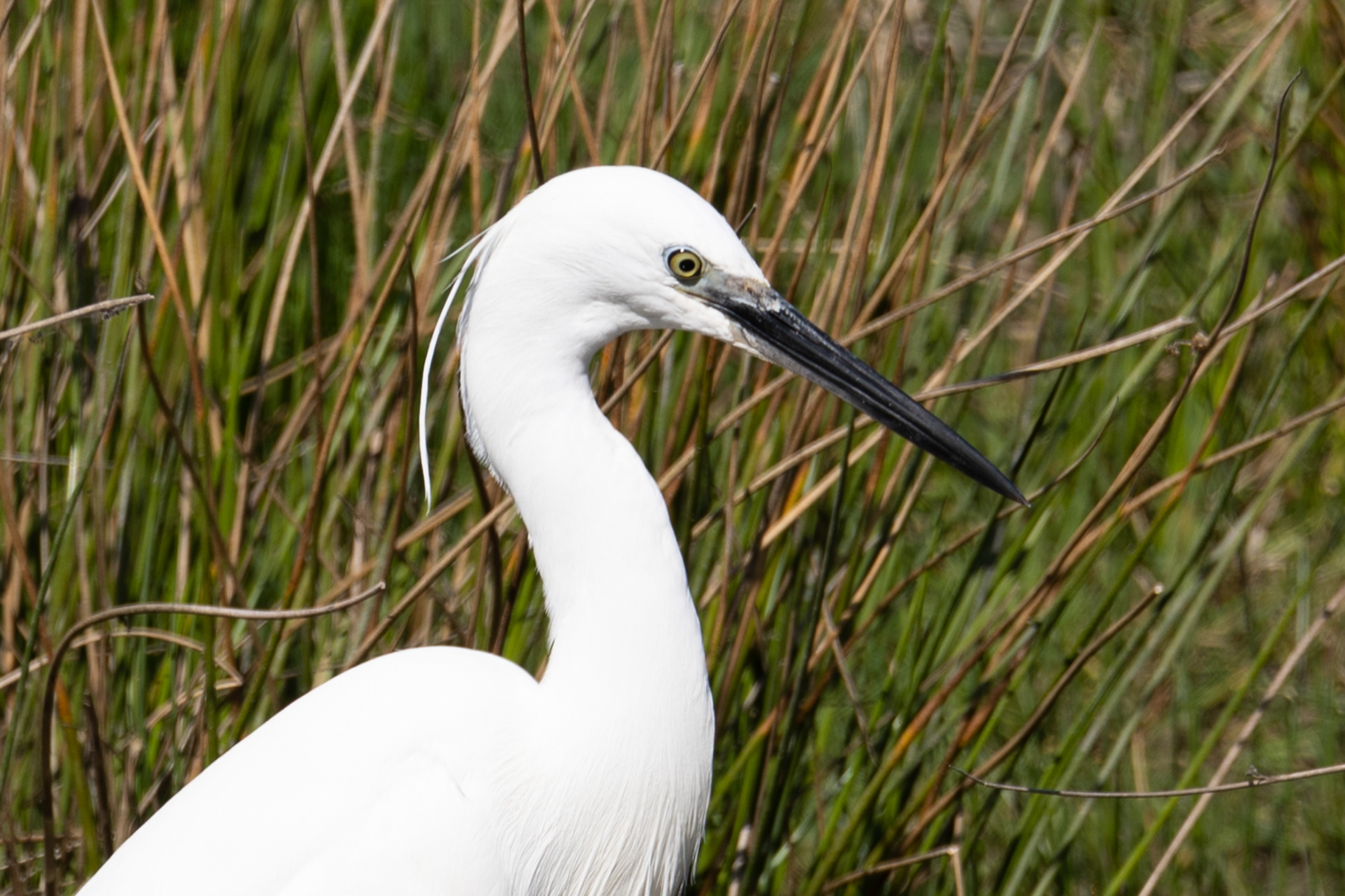 Aigrette Garzette