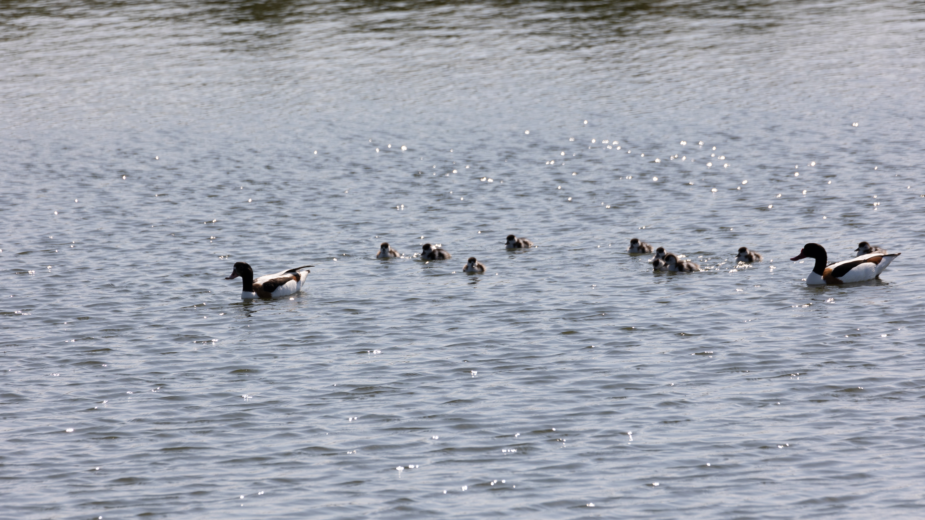 Famille de Tadornes de Belon