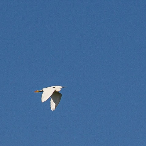 Aigrette garzette