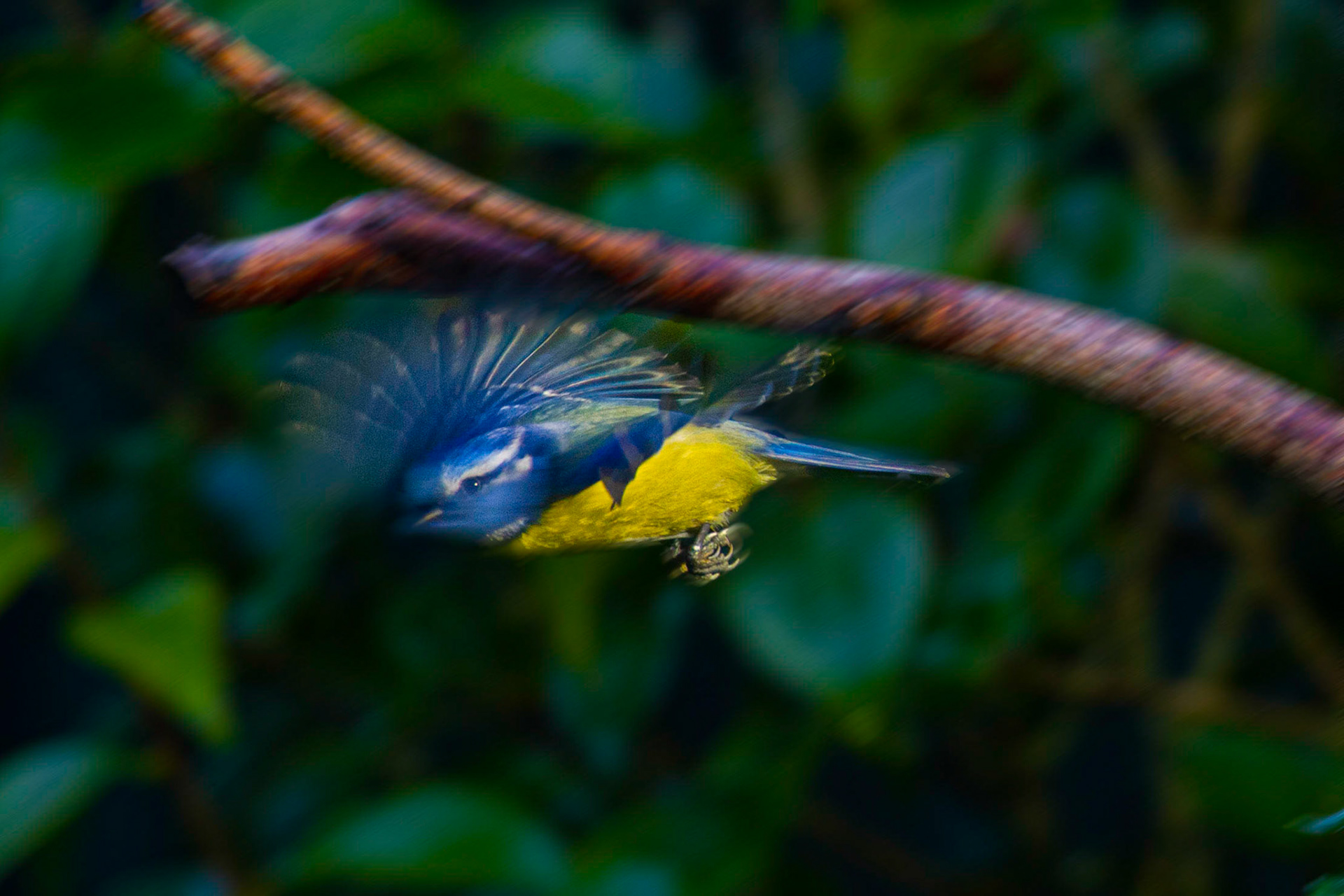 Mésange bleue