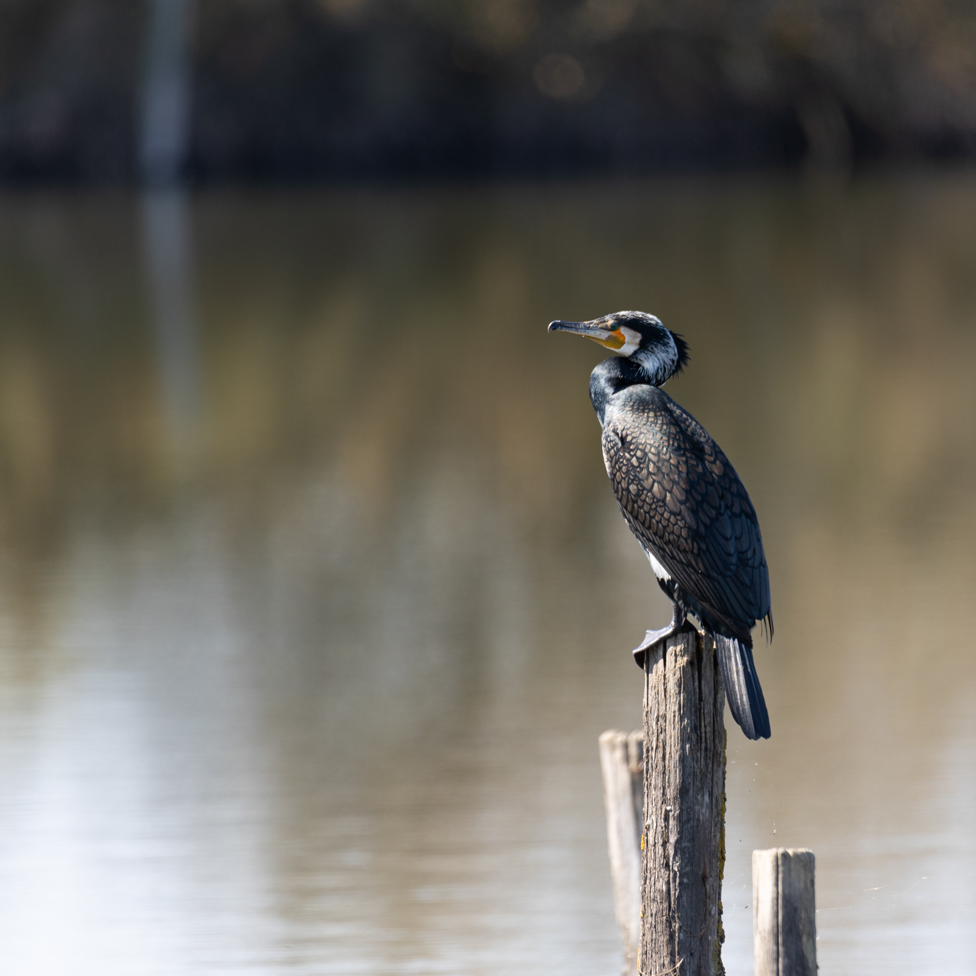 Grand Cormoran