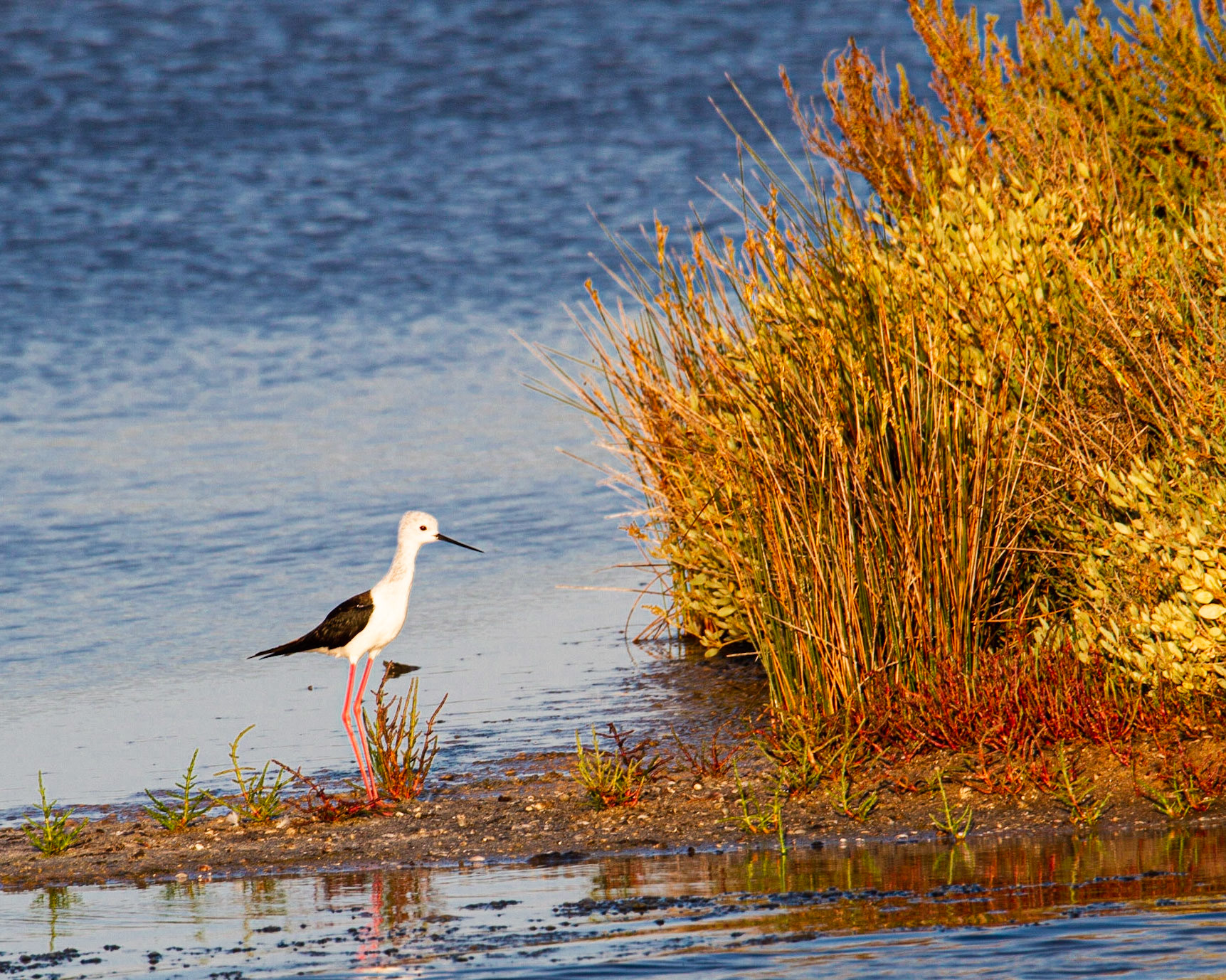 Echasse blanche