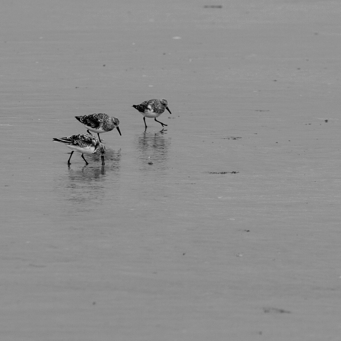 Bécasseaux Sanderling