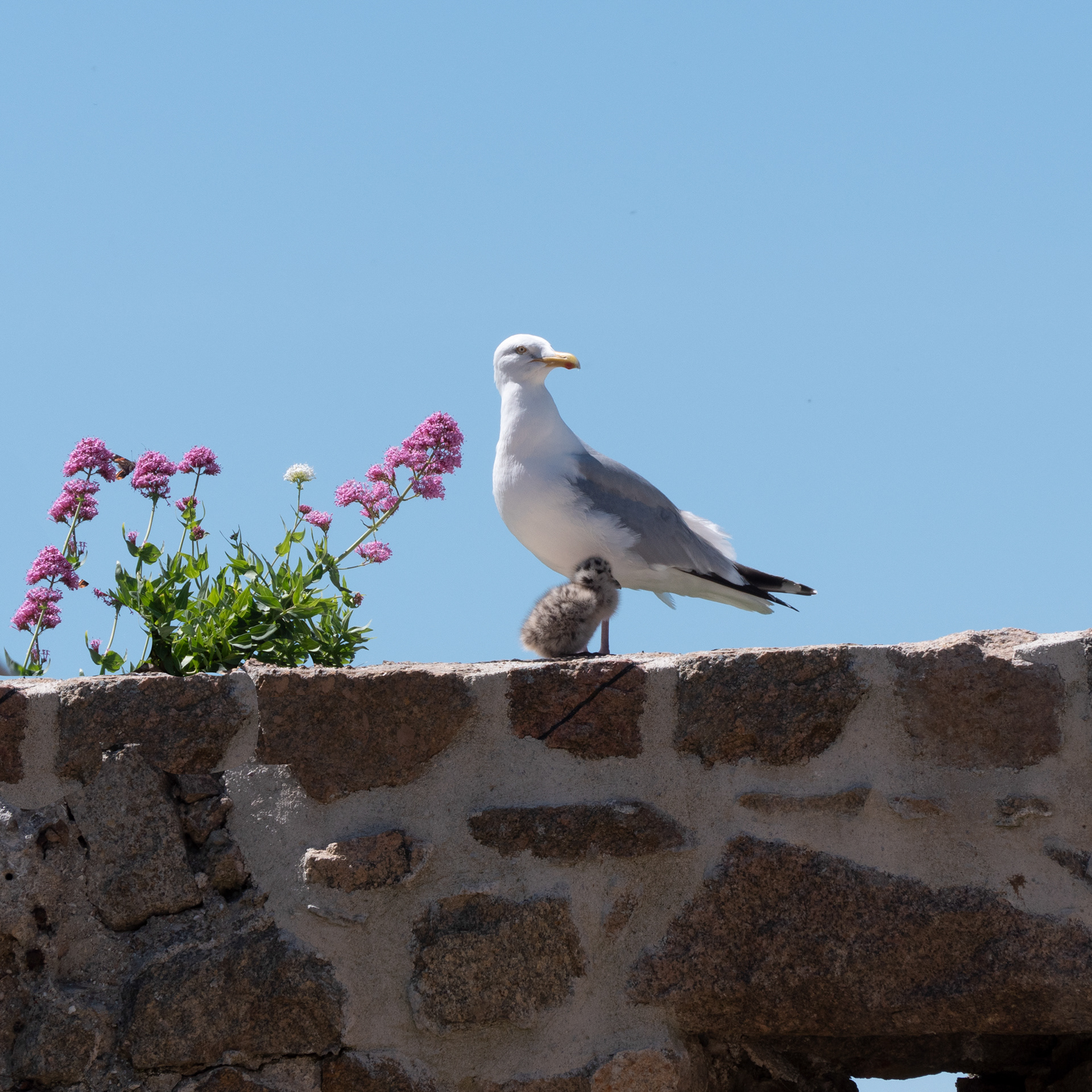 Goéland et son poussin