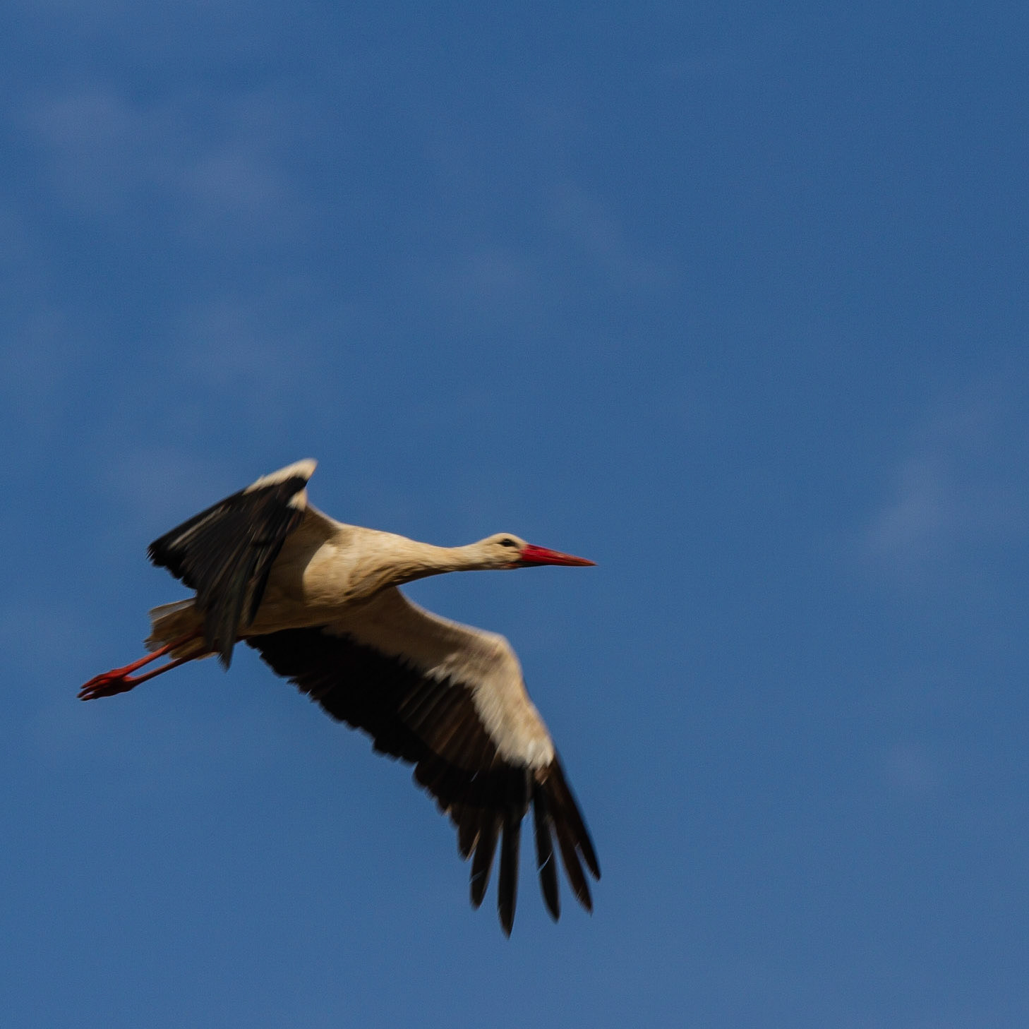 Cigogne blanche