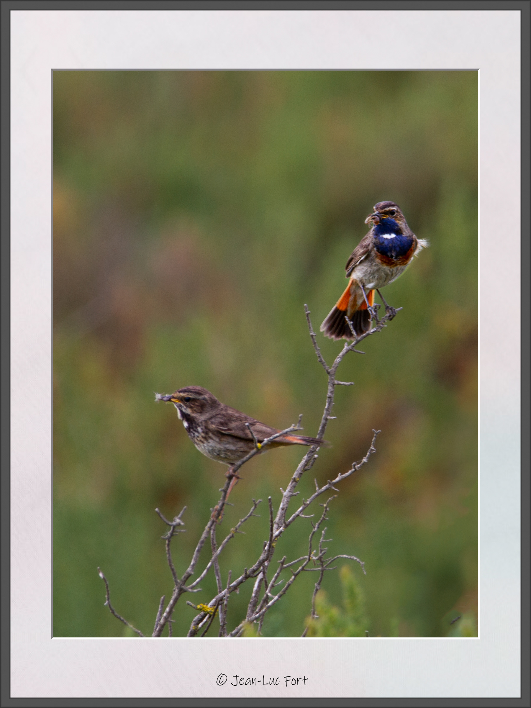 Couple de gorge bleue