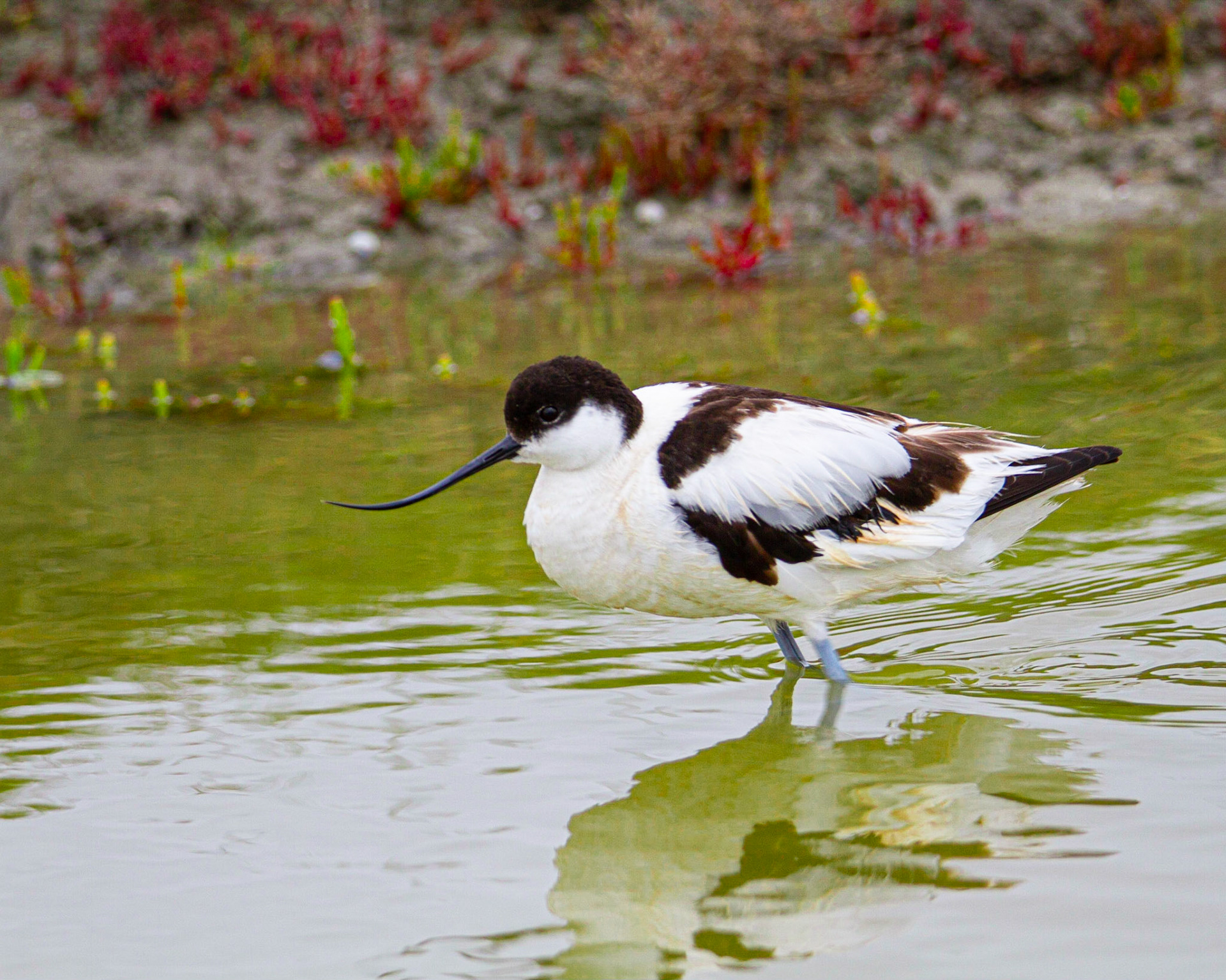 Avocette élégante