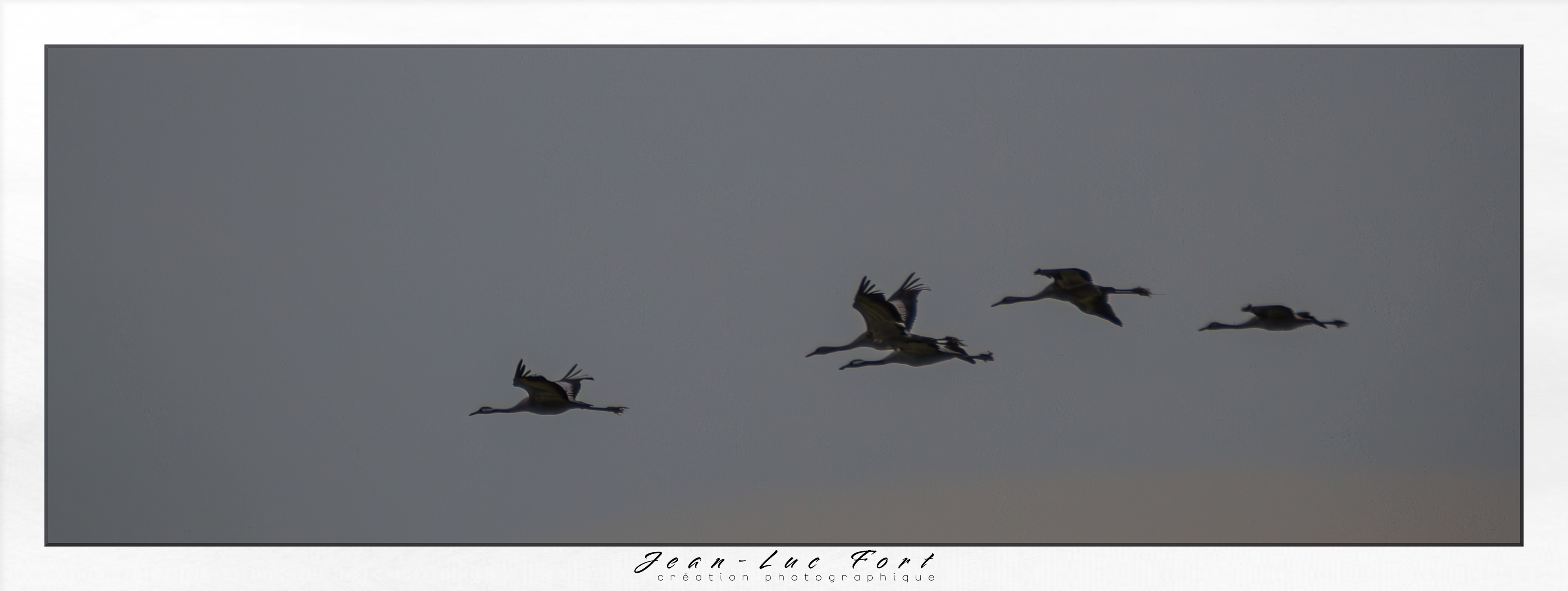 Grues cendrées