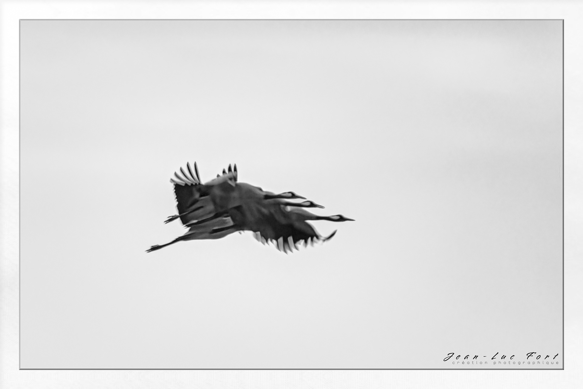Grues cendrées