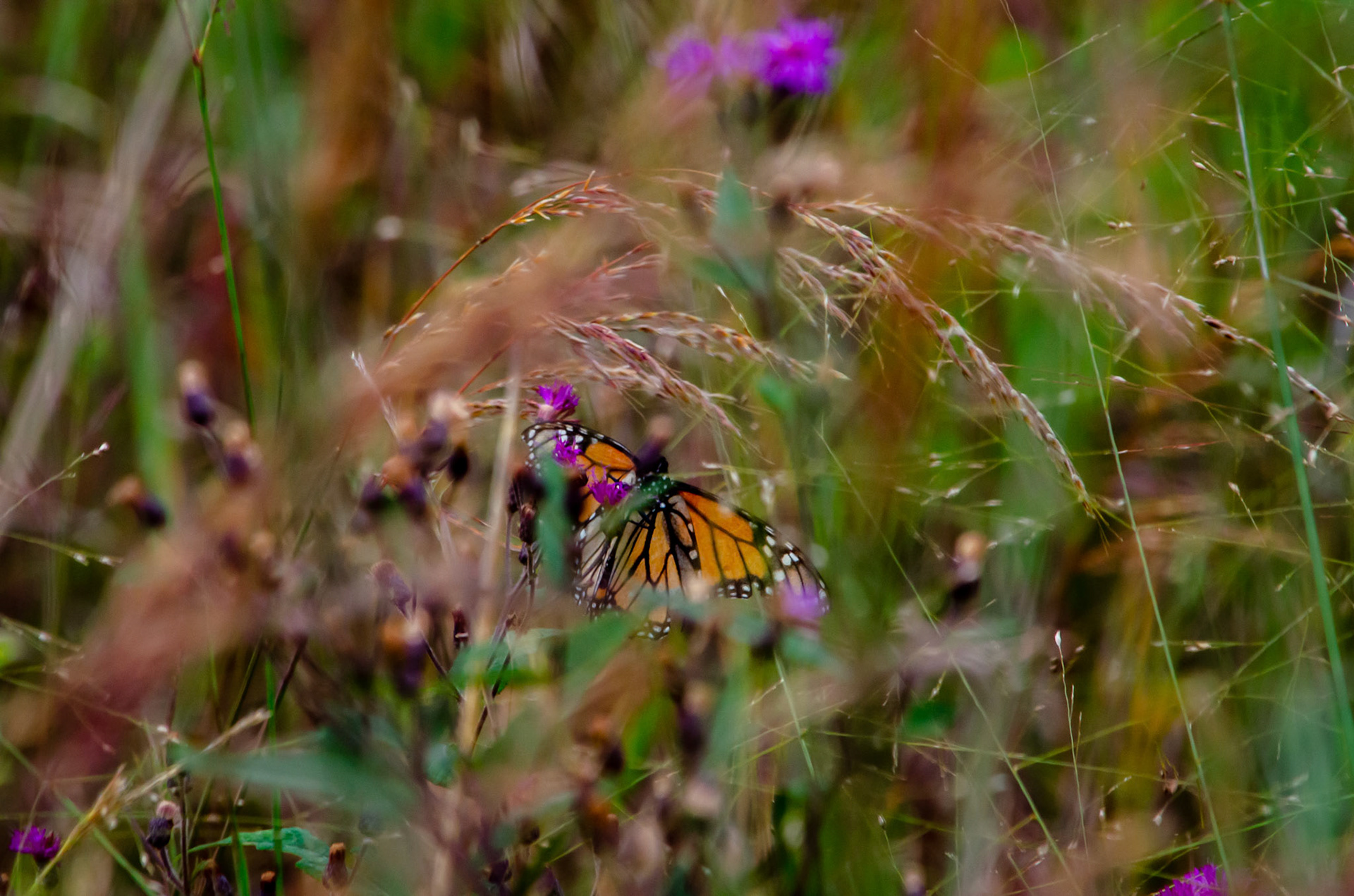 September 6th, 2020: Visited Eagle Marsh Nature Preserve in Fort Wayne Indiana.