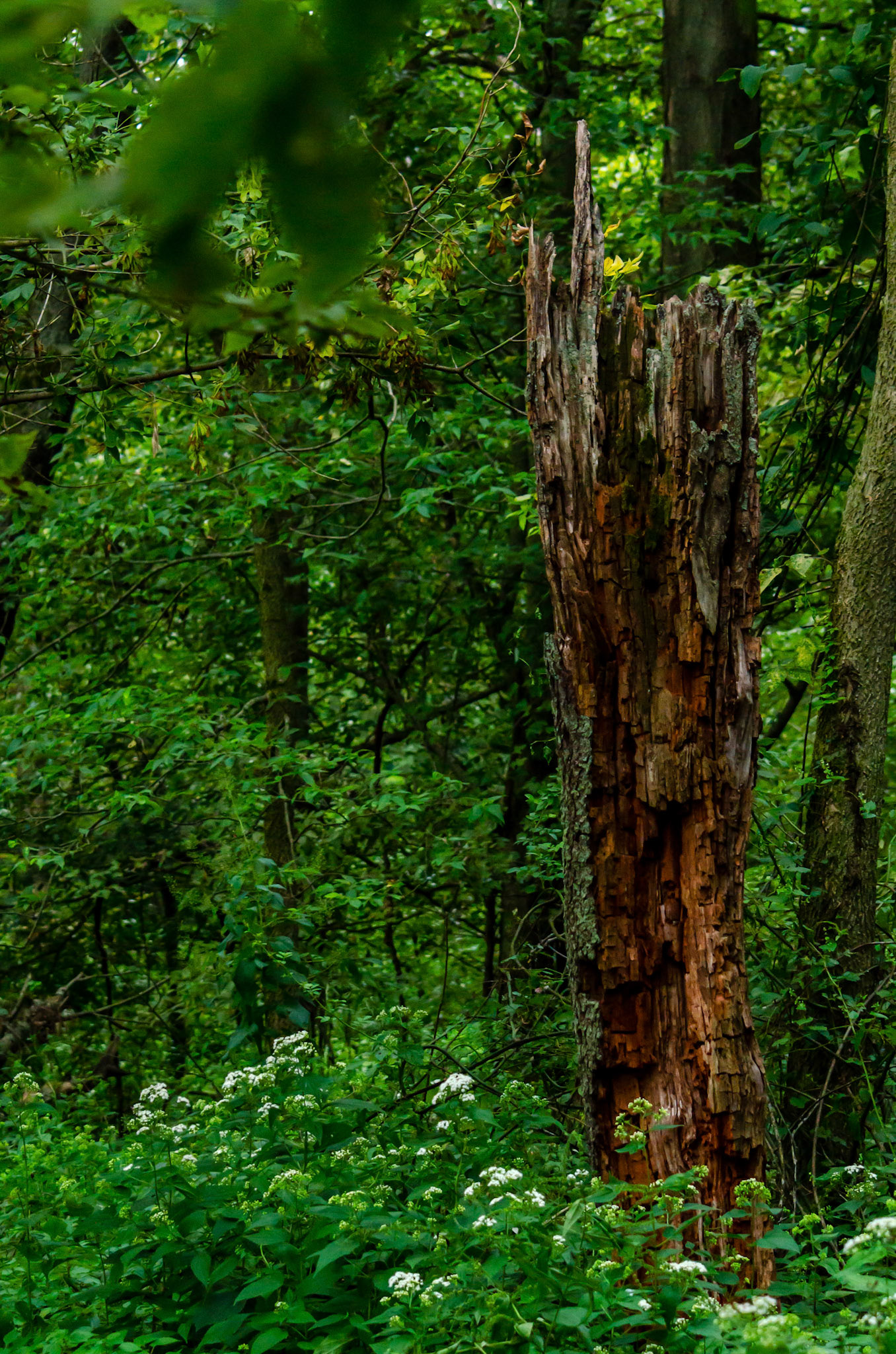September 6th, 2020: Visited Eagle Marsh Nature Preserve in Fort Wayne Indiana.