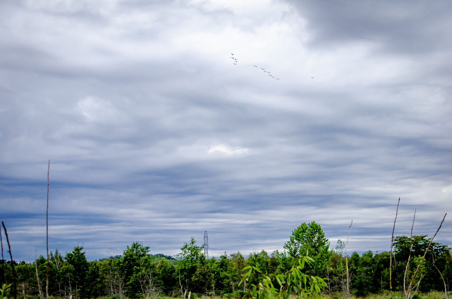 September 6th, 2020: Visited Eagle Marsh Nature Preserve in Fort Wayne Indiana.