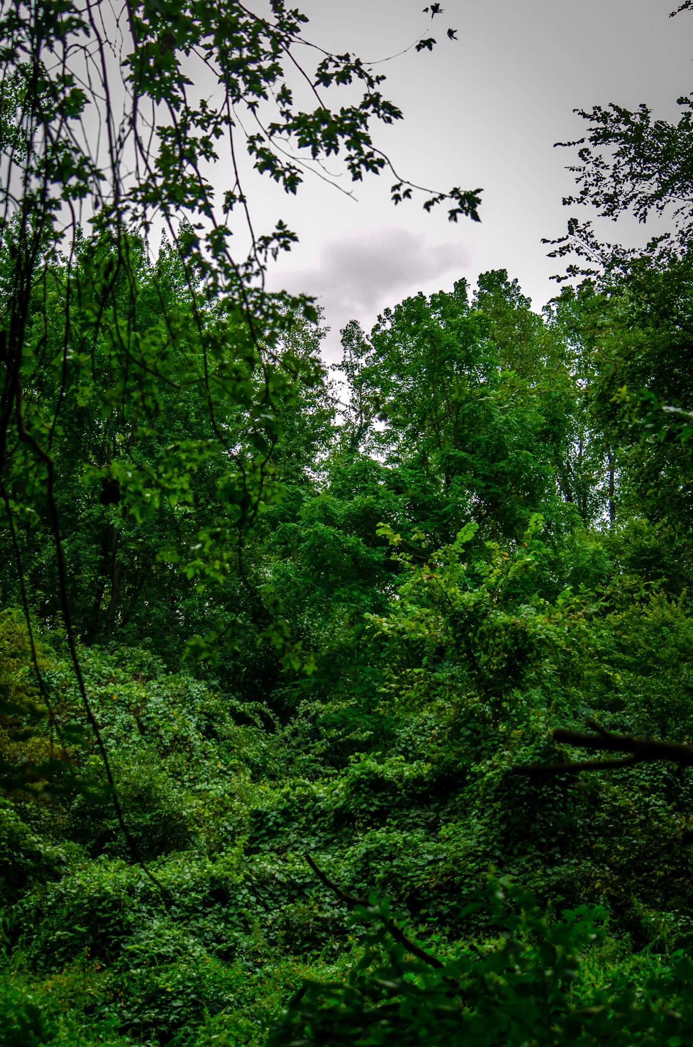 September 6th, 2020: Visited Eagle Marsh Nature Preserve in Fort Wayne Indiana.
