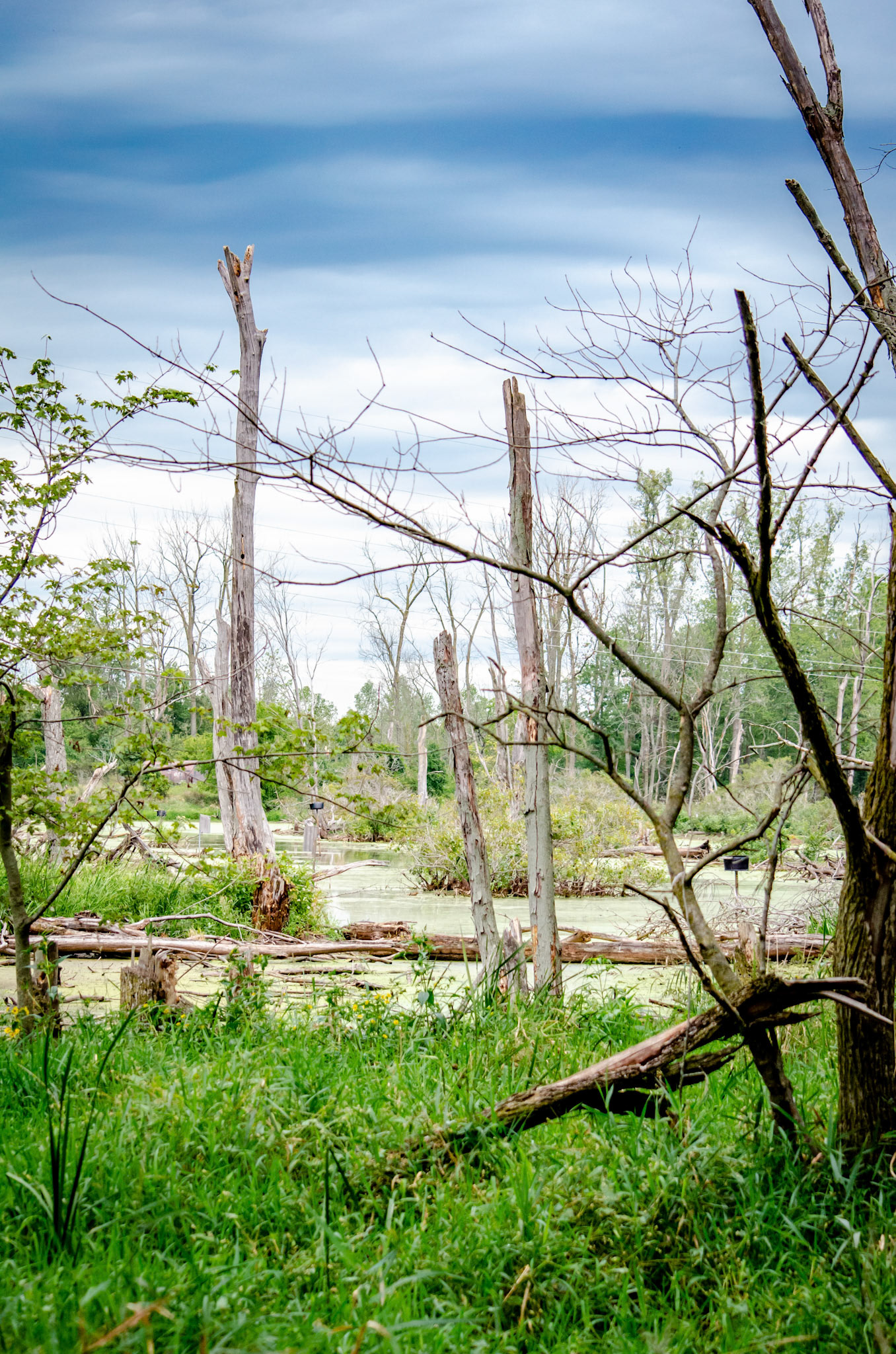 September 6th, 2020: Visited Eagle Marsh Nature Preserve in Fort Wayne Indiana.
