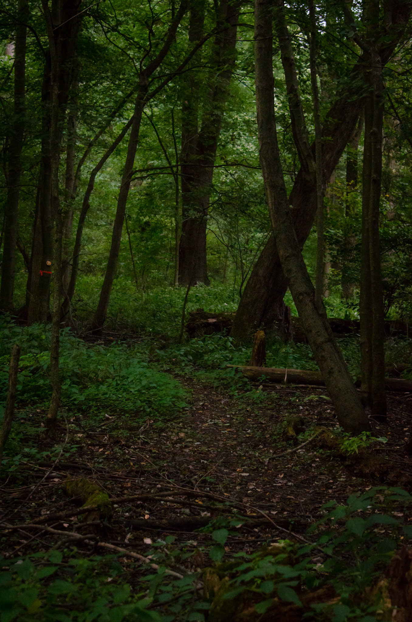 September 6th, 2020: Visited Eagle Marsh Nature Preserve in Fort Wayne Indiana.