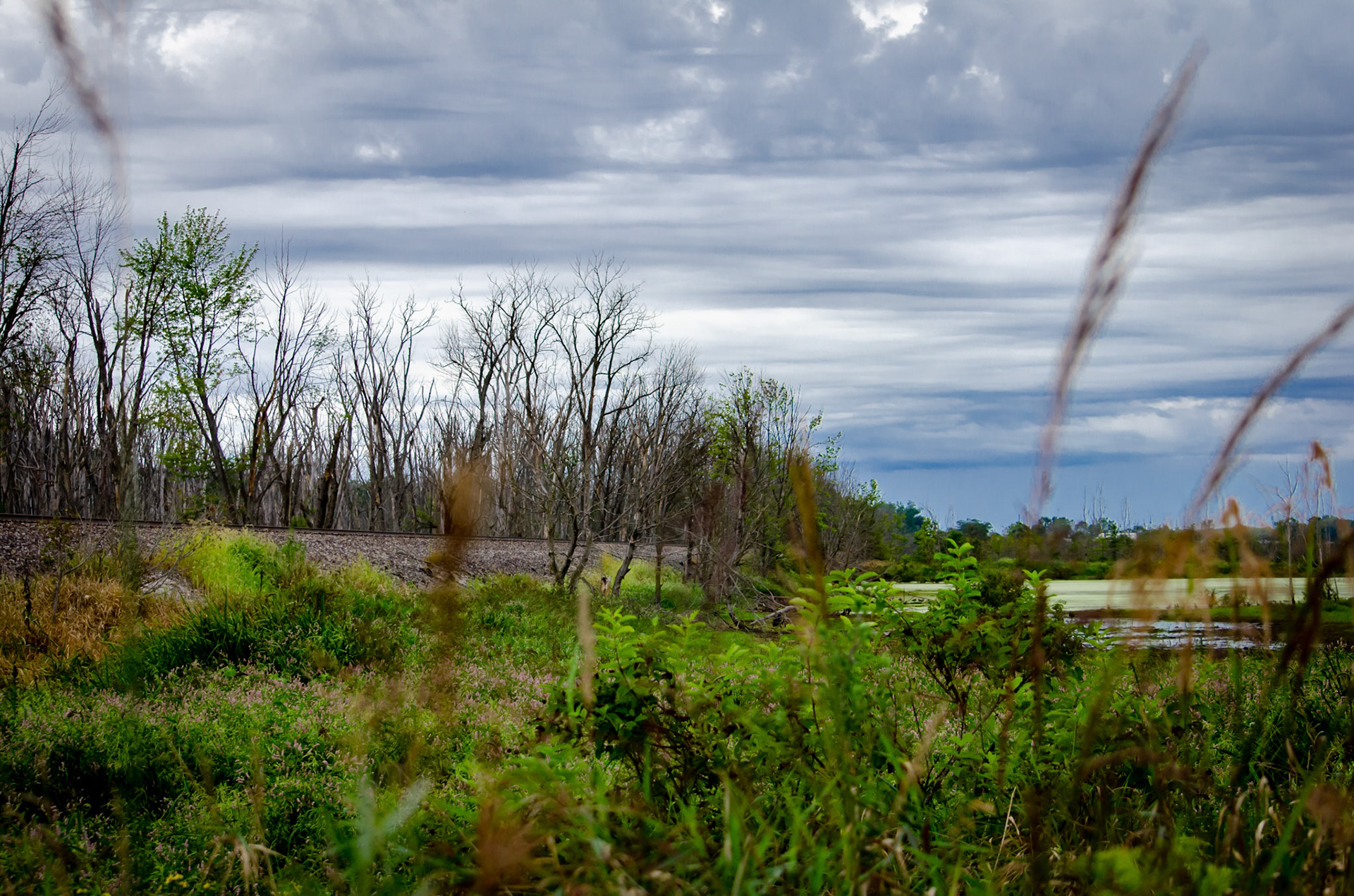 September 6th, 2020: Visited Eagle Marsh Nature Preserve in Fort Wayne Indiana.