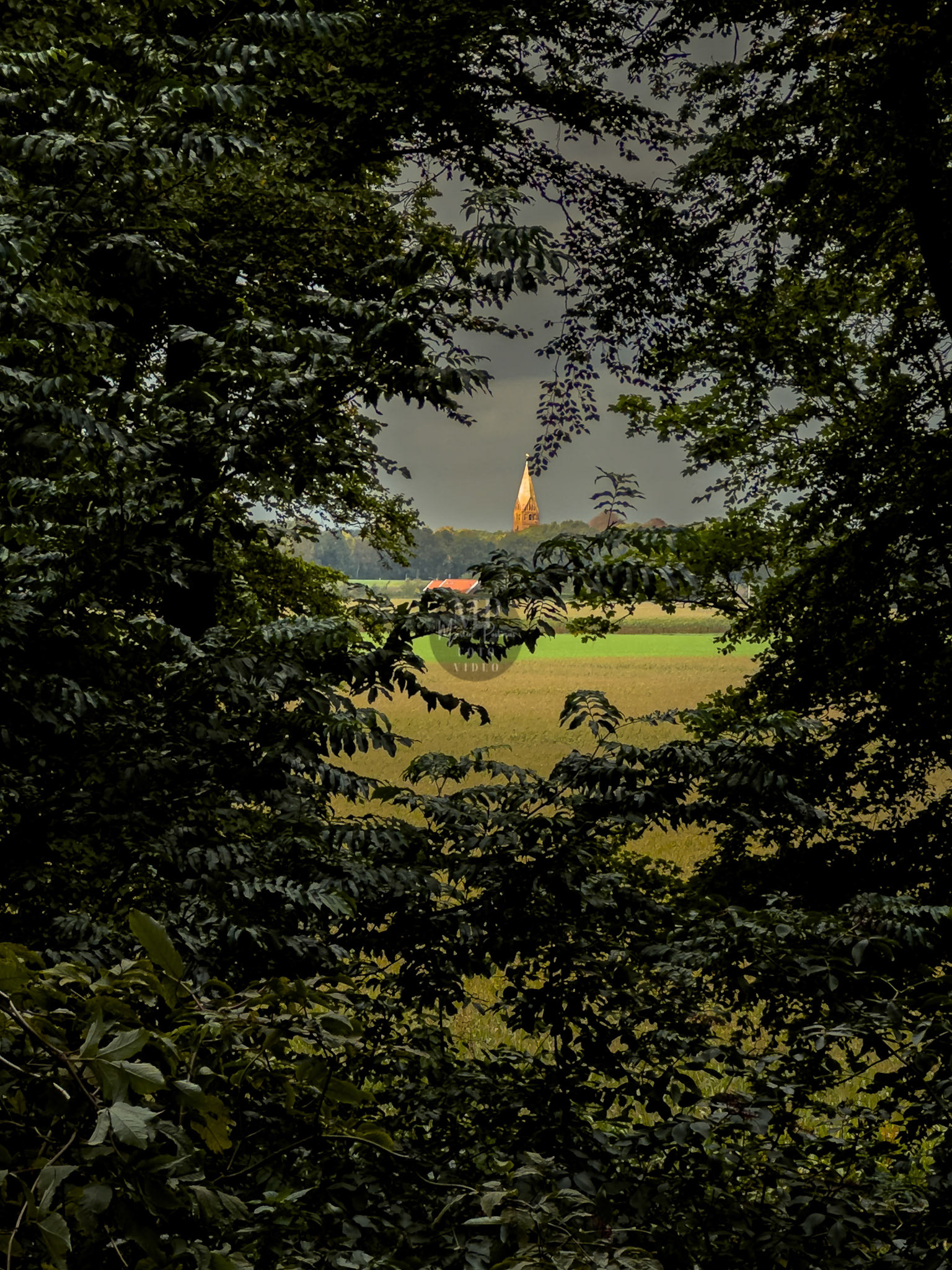 Slochterbos met op de achtergrond de toren van Schildwolde