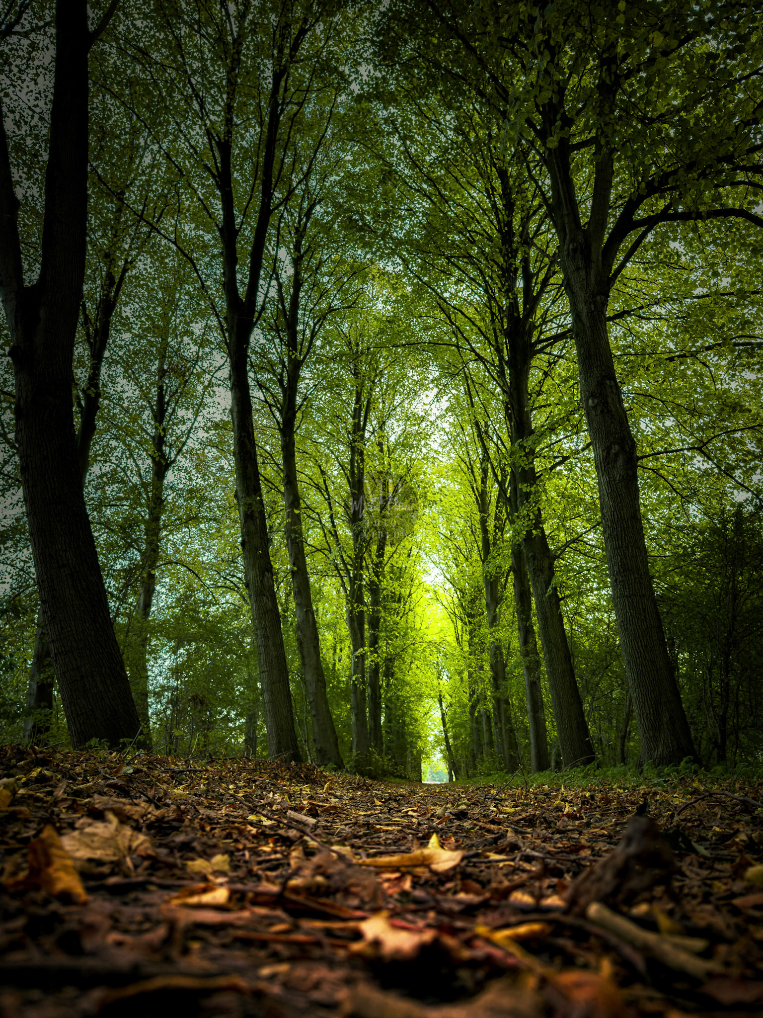 Rensumapark Uithuizermeeden