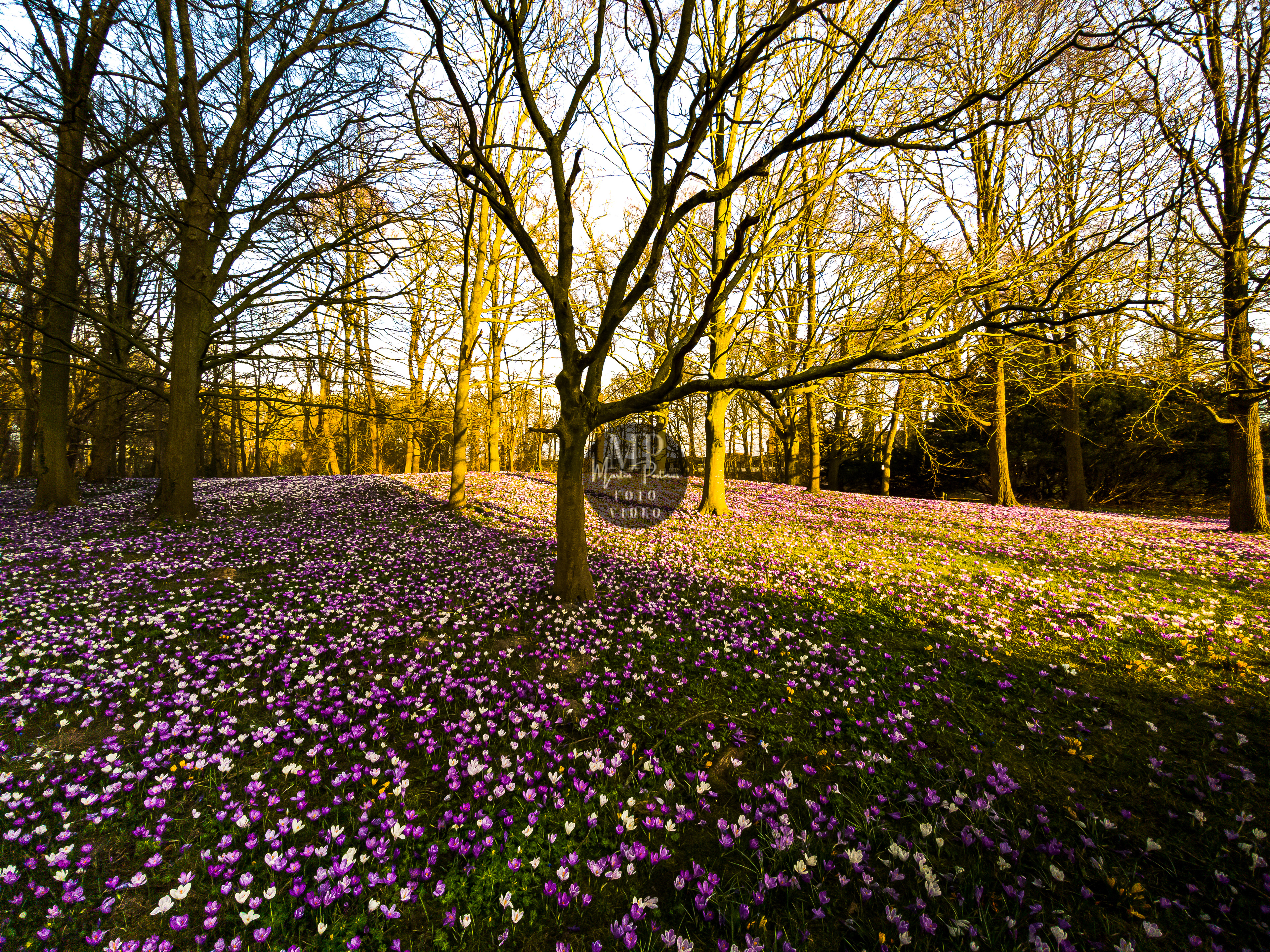 Sterrebos Groningen