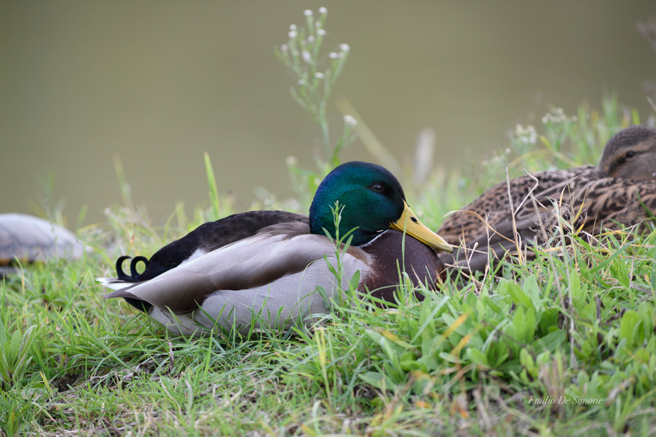 Mallard (Anas platyrhynchos)