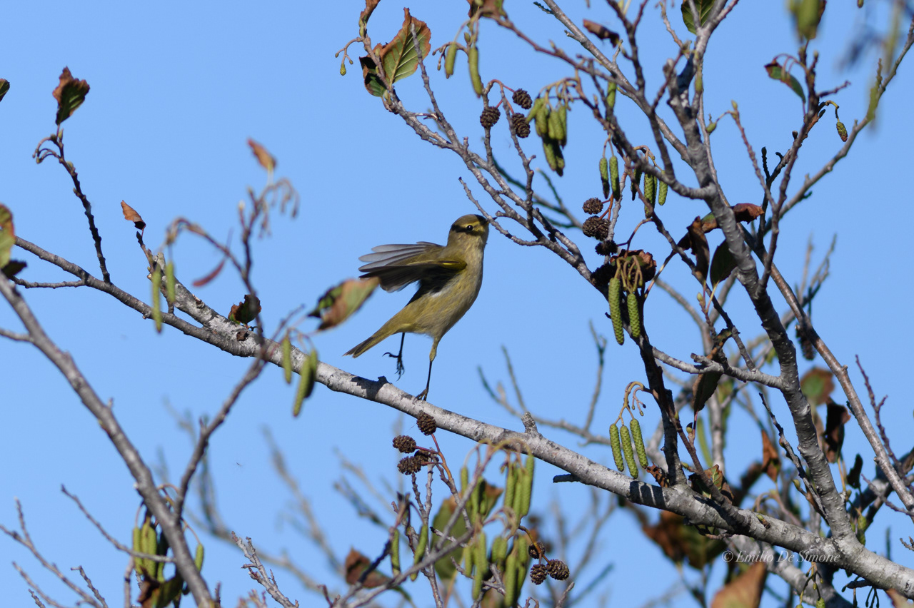 Common nightingale (Luscinia megarhynchos)