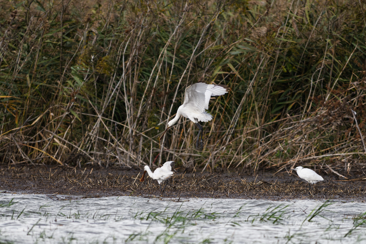 Eurasian spoonbill (Platalea leucorodia)