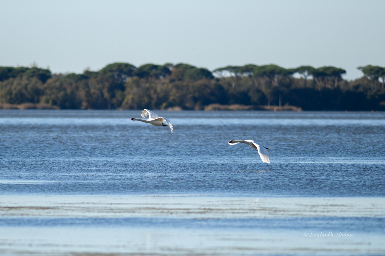 Mute swan (Cygnus olor)