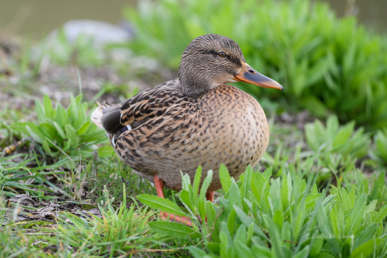 Mallard (Anas platyrhynchos)